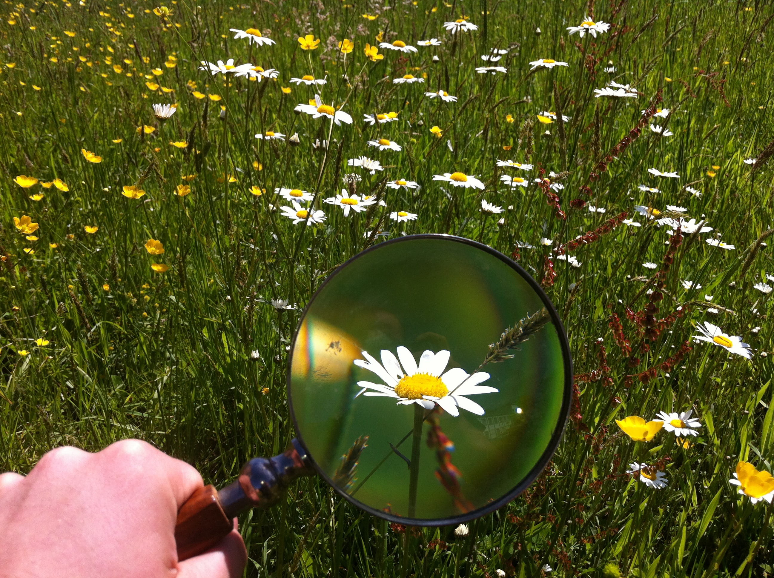 magnifying, leisure activity, using, flowers, unrecognizable person, real people, one person, magnifying glass, human body part, flowering plant, lifestyles, HD Wallpaper