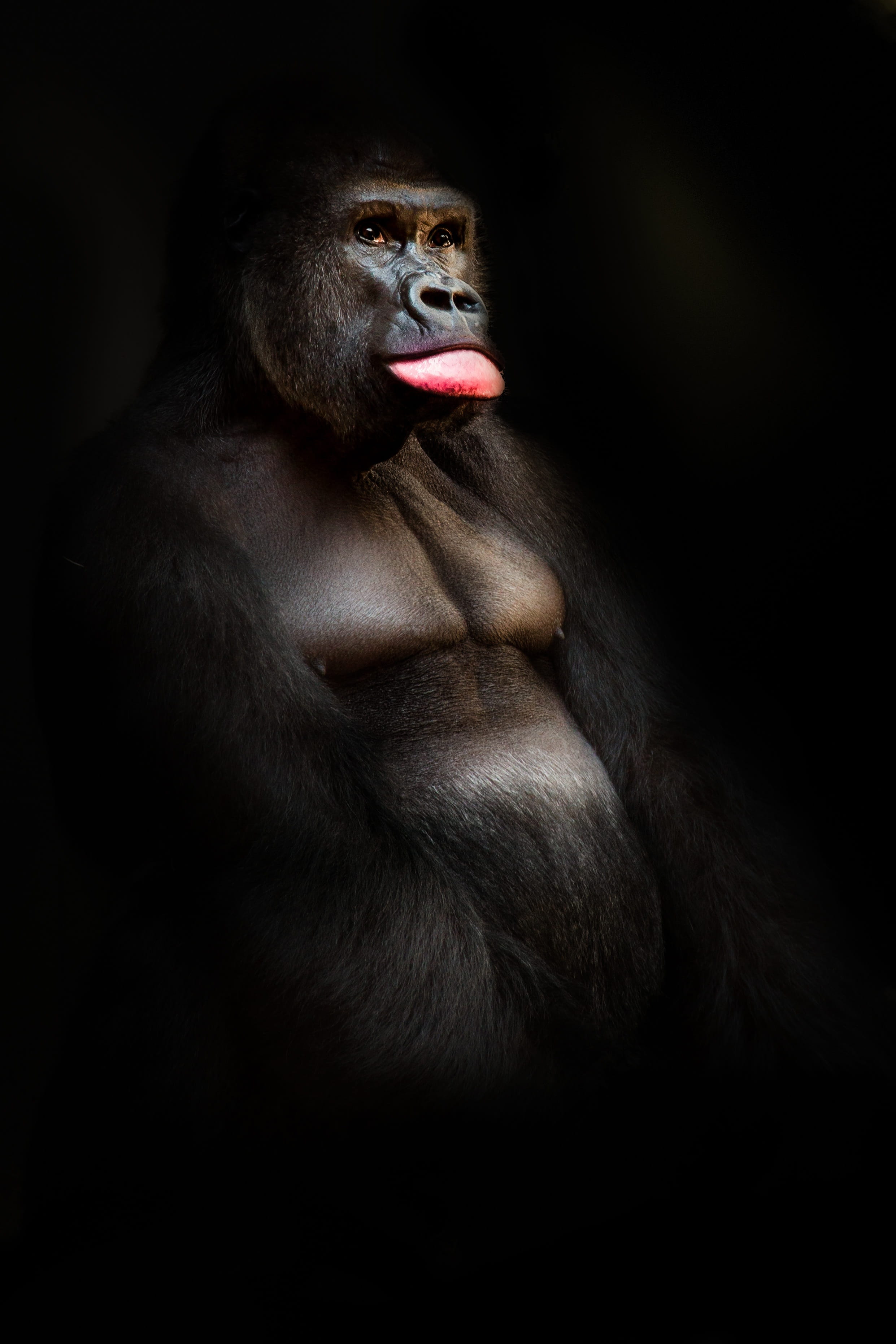 ape, close-up, black background, monkey, animal, animal body part, no people, primate, animal mouth, studio shot, animals in the wild, mouth open, gorilla, Phone HD Wallpaper