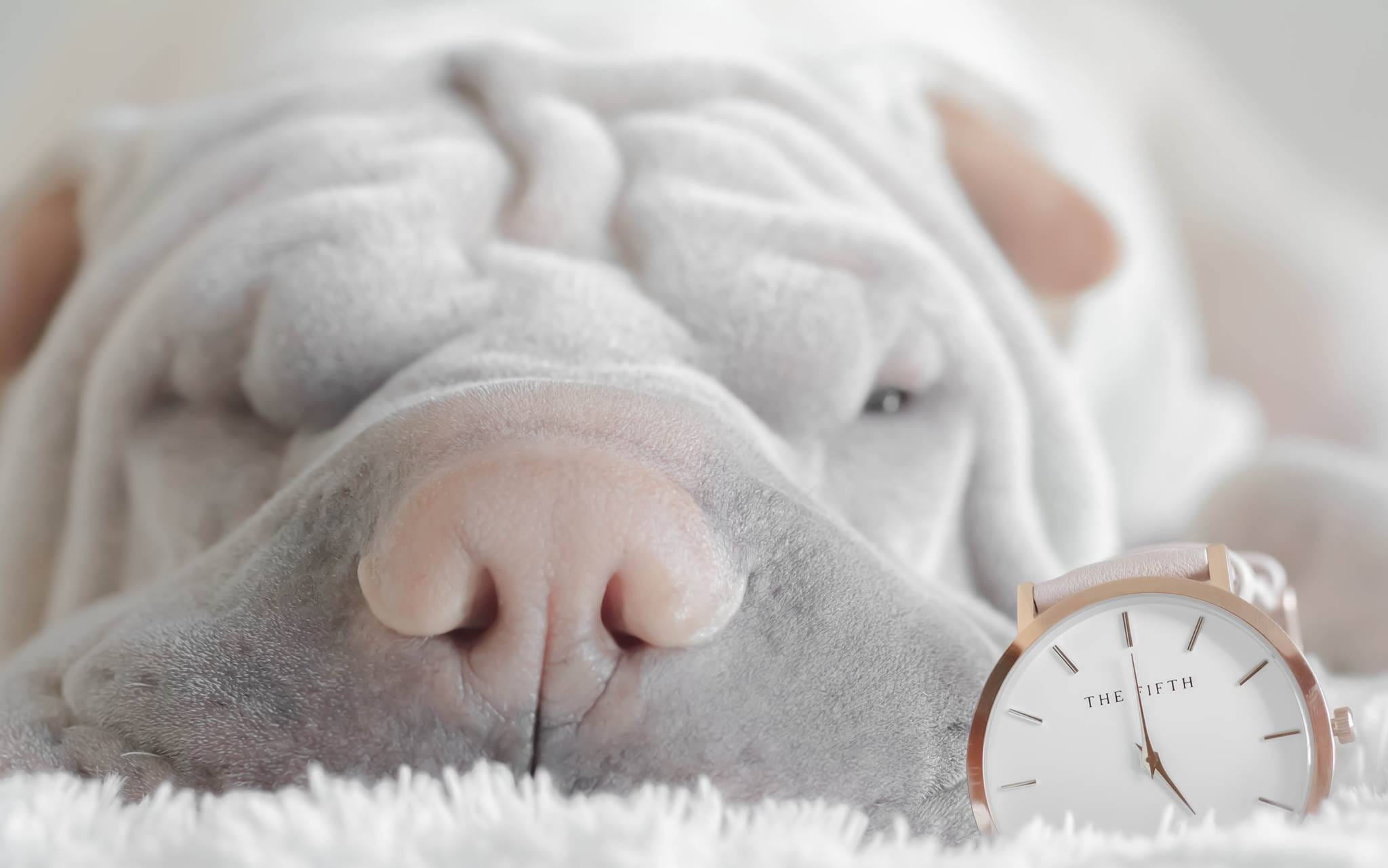 cute shar pei, pet, male, living, alarm clock, accessory, wrist, dog, sleep, close up, eyes closed, person, contemporary, black, photo, mammal, wearable, HD Wallpaper