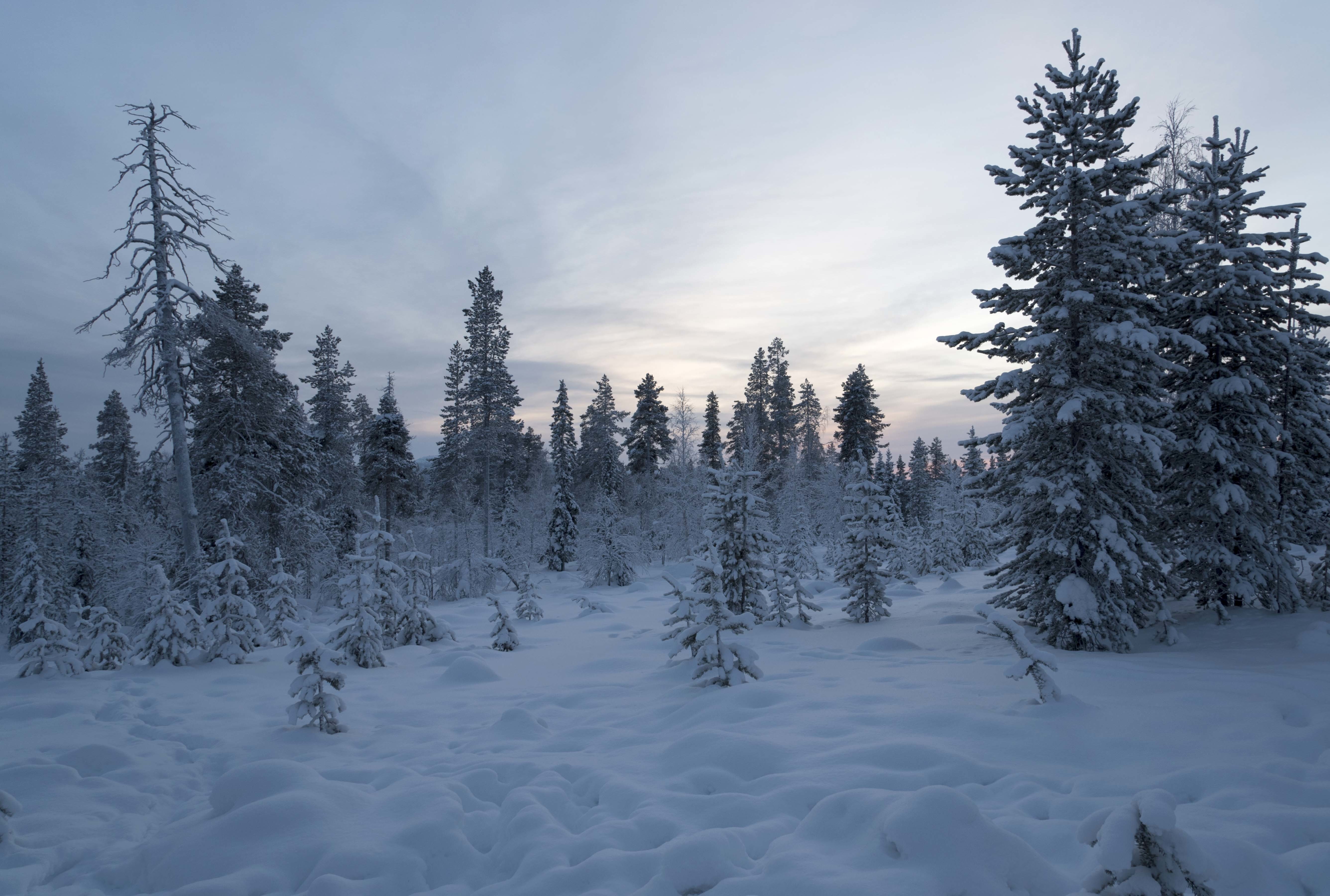 5K, winter, Finland, Lapland, snow, forest, trees, HD Wallpaper