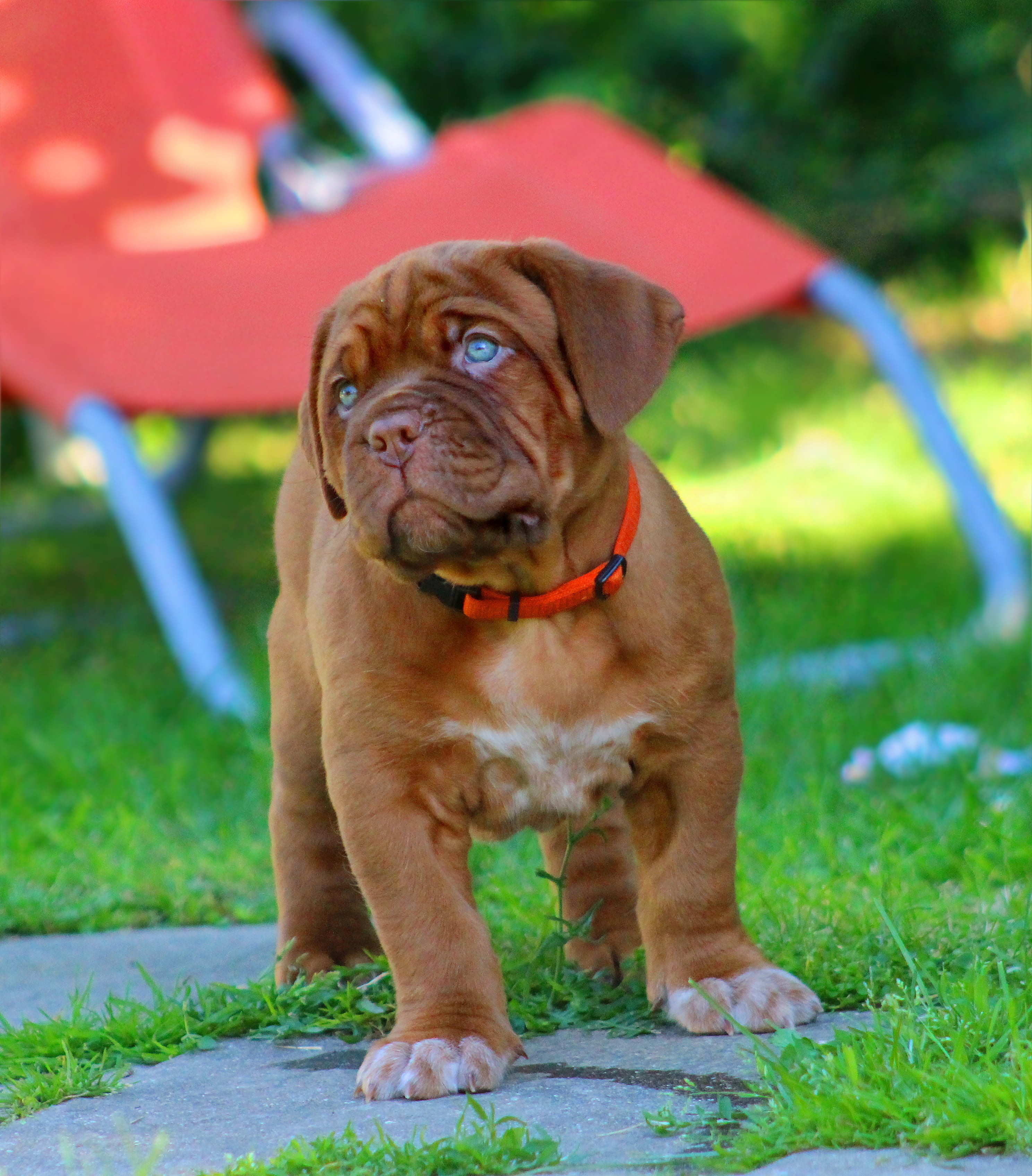 photo, grass, pug, 2K, mammal, domestic animals, puppy, small, dogue de bordeaux, people, day, tan, young animal, one animal, looking at camera, grasses, Phone HD Wallpaper