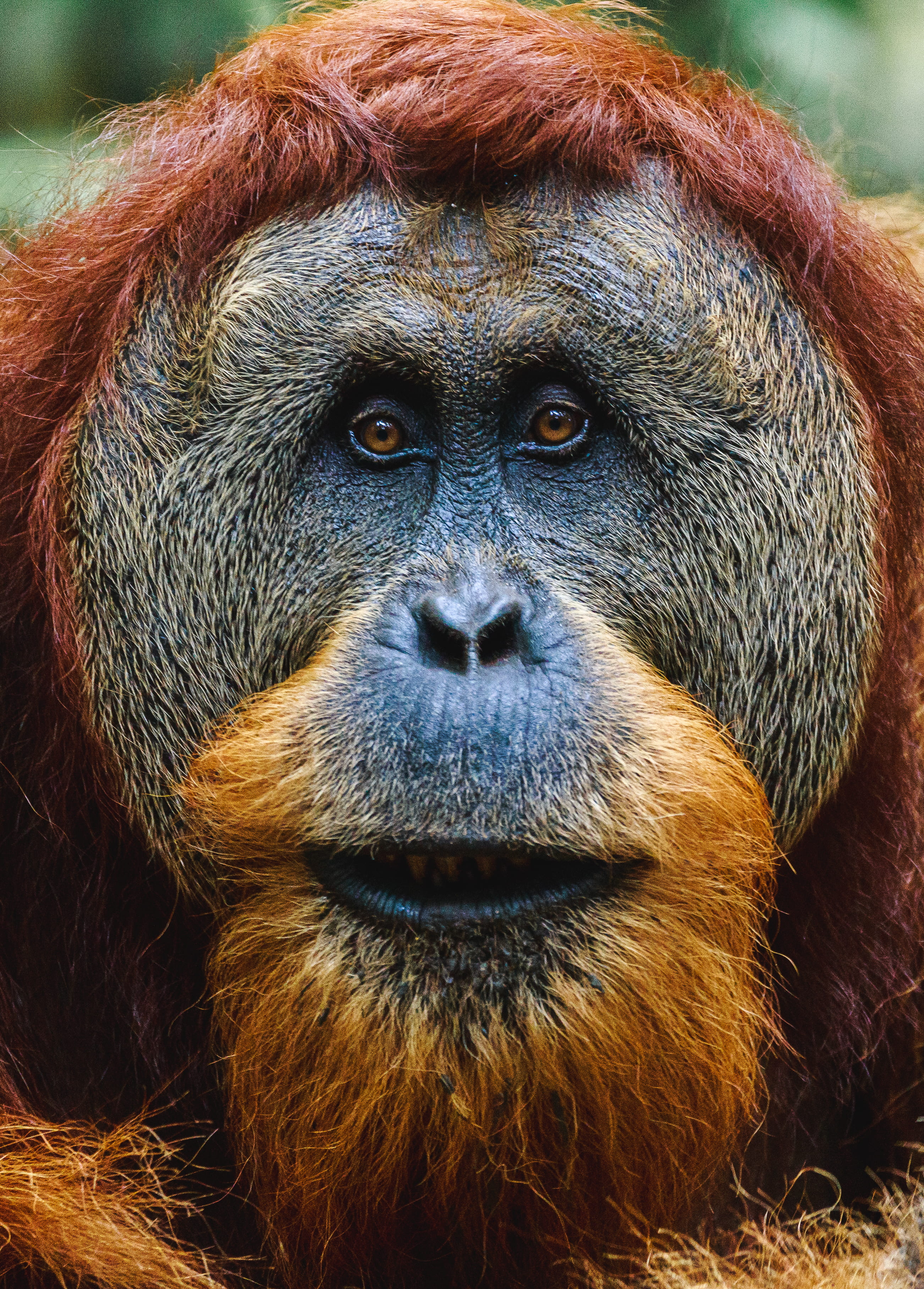 animals in the wild, animal wildlife, orangutan, animal body part, monkey, animal, close, ape, portrait, black, one animal, photo, tan, vertebrate, primate, Phone HD Wallpaper