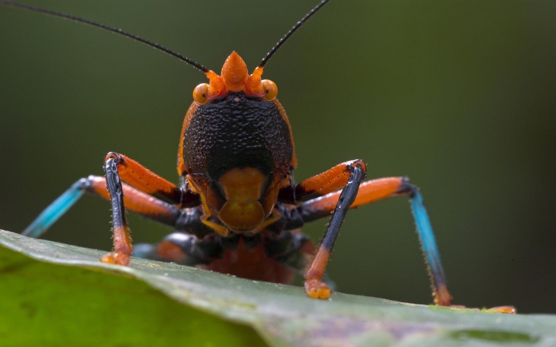 animal body part, animal themes, grasshopper, animal antenna, plant part, no people, animal, animals in the wild, macro, green color, animal eye, day, animal wildlife, HD Wallpaper
