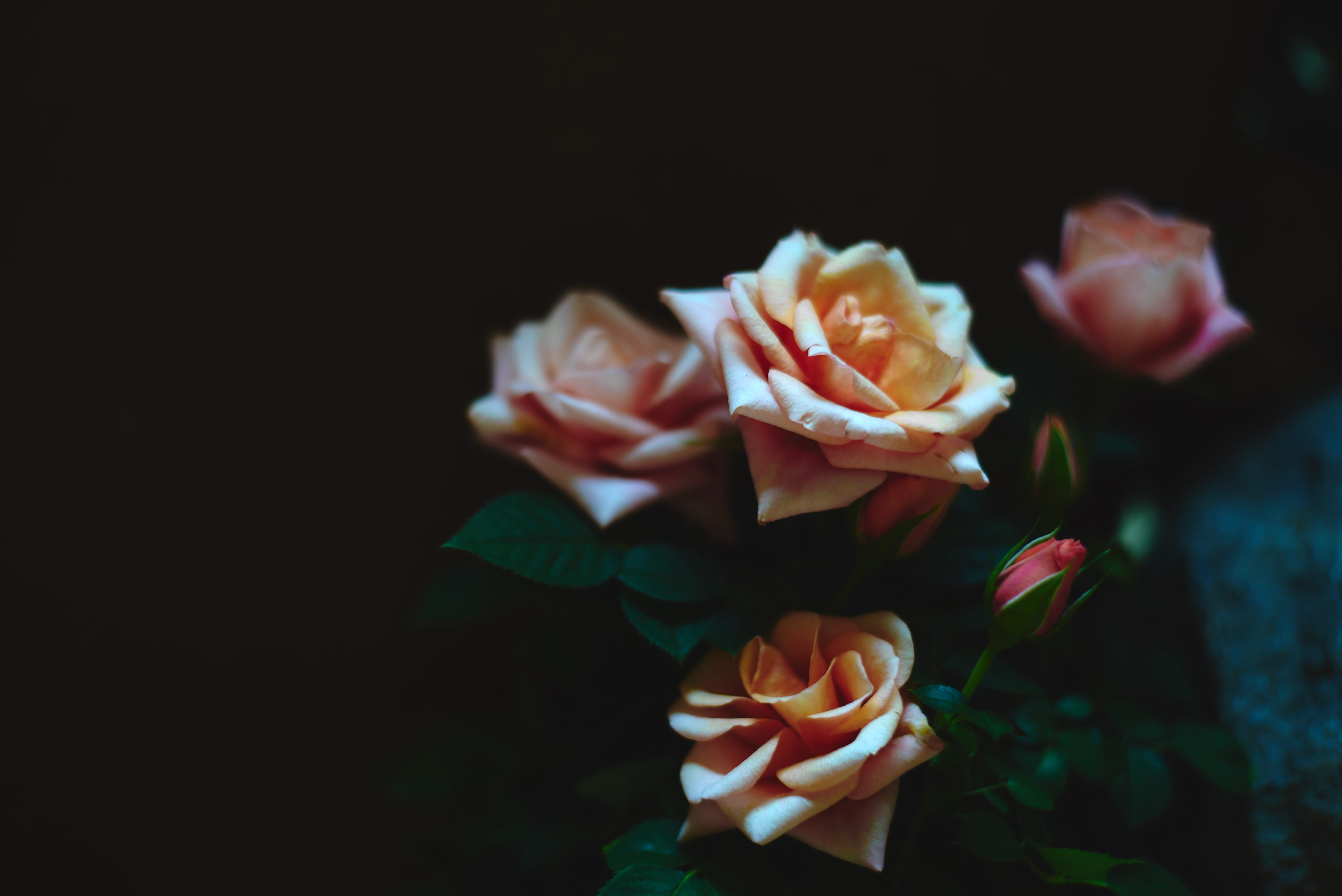 soft, tilt, damask rose, pink Color, peach, delicate, plant, yellow, macro, dark, beauty In Nature, leaf, beauty, 5K, romance, elegance, flower Head, single Flower, HD Wallpaper