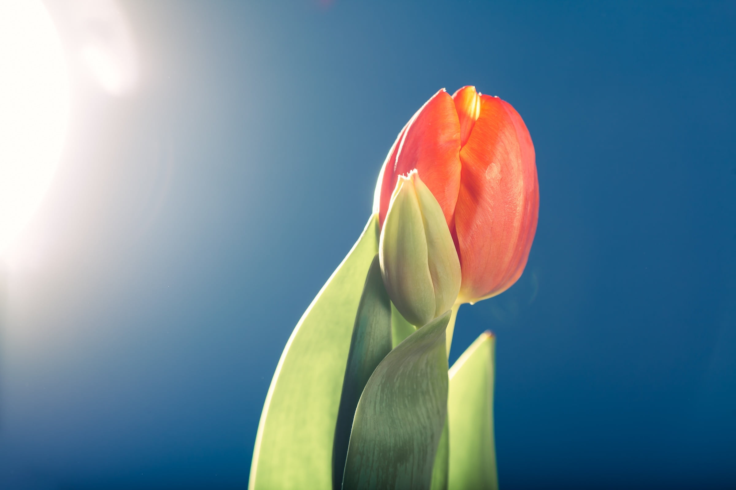 food and drink, shallow depth of field, 1080P, sunlight, flower, botany, bright, nature, flowering plant, food, close-up, blue background, fragility, shallow focus, HD Wallpaper