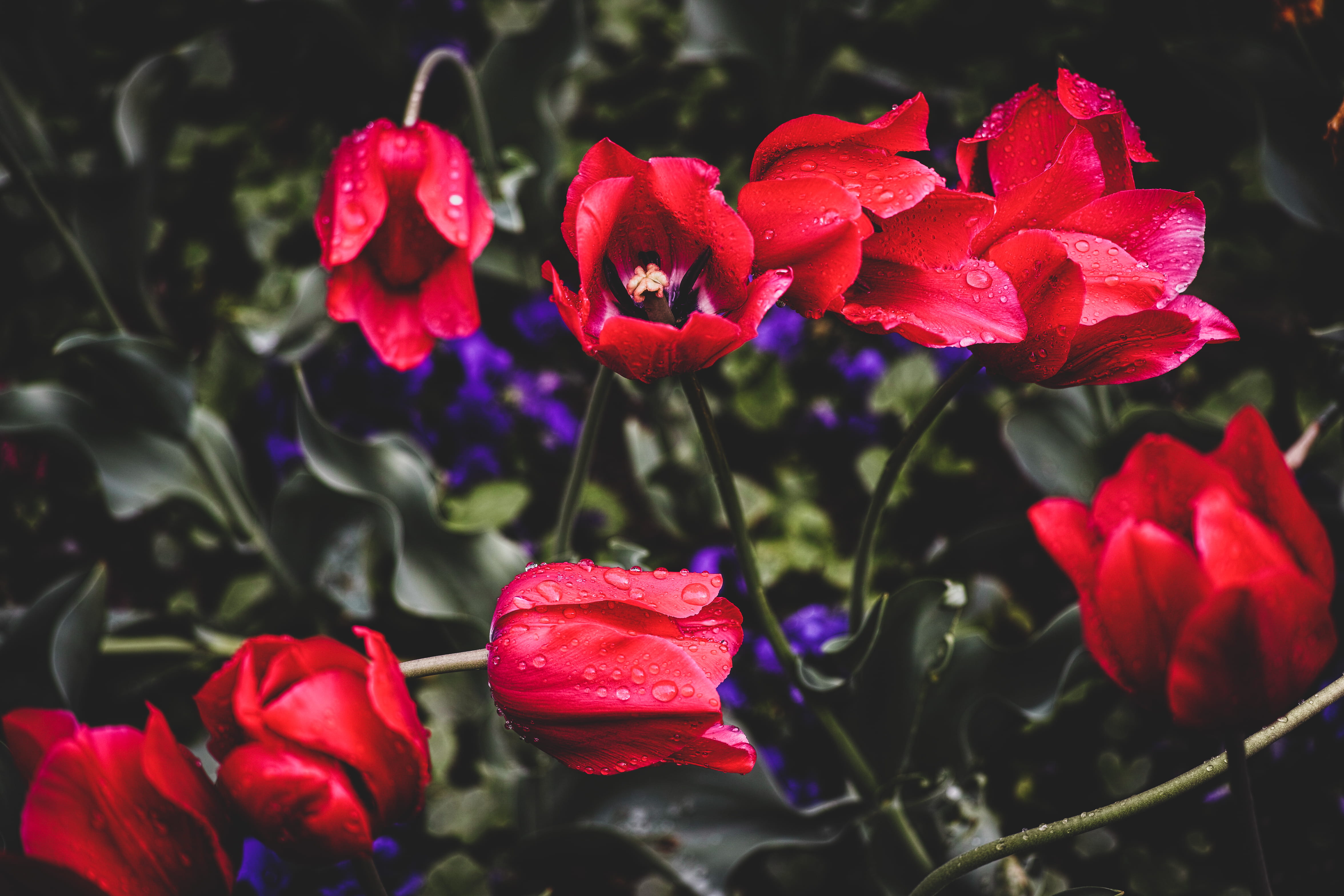 4K, plants, anemone, close-up, red, beauty in nature, flowers, rose, petal, nature, tulips, peony, poppy, day, geranium, inflorescence, low key, plant, HD Wallpaper