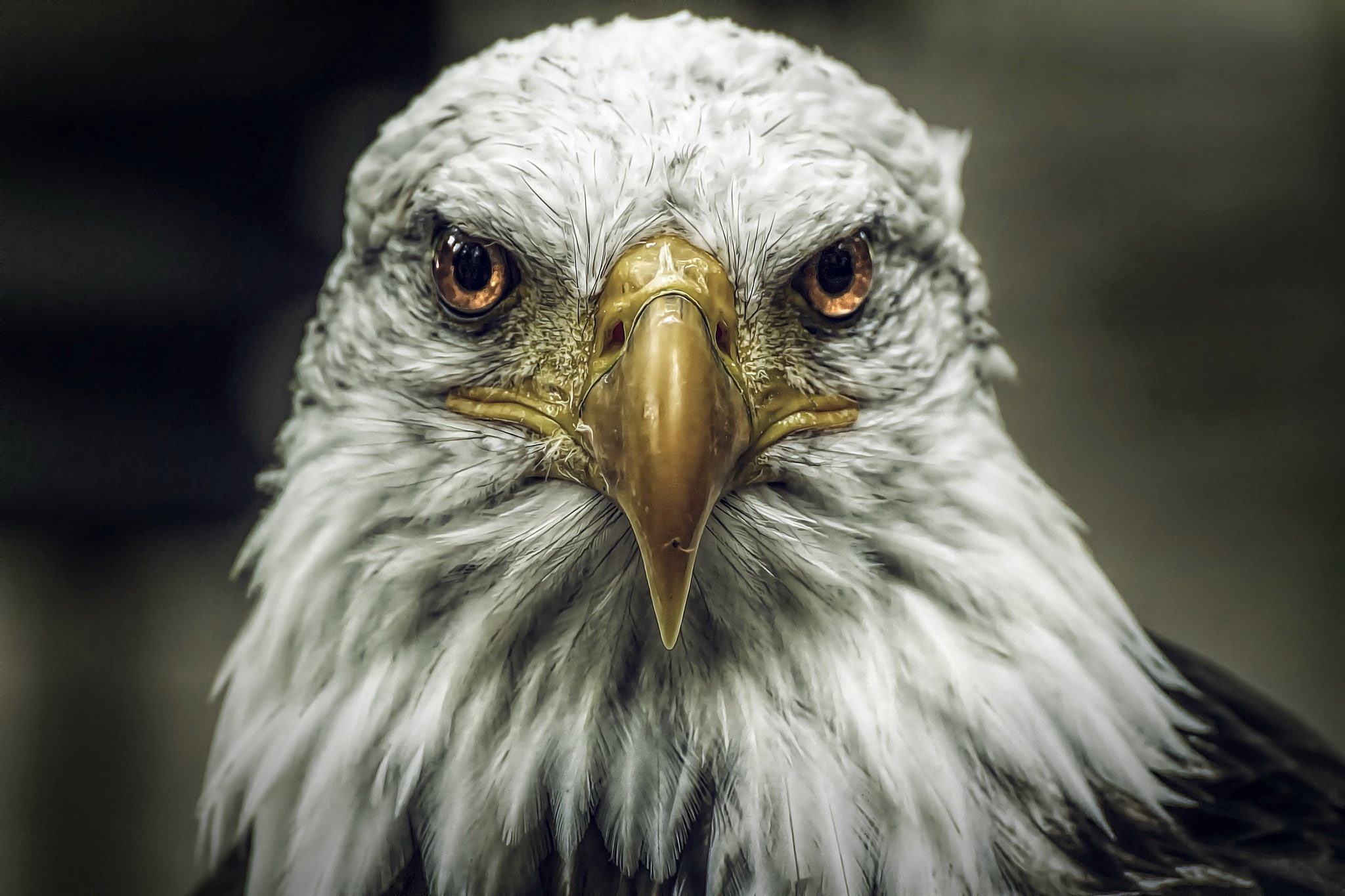 animal themes, glance, head, birds, bird of prey, focus on foreground, animals in the wild, eagle, nature, portrait, animal, close-up, eagles, 1080P, animal eye, HD Wallpaper