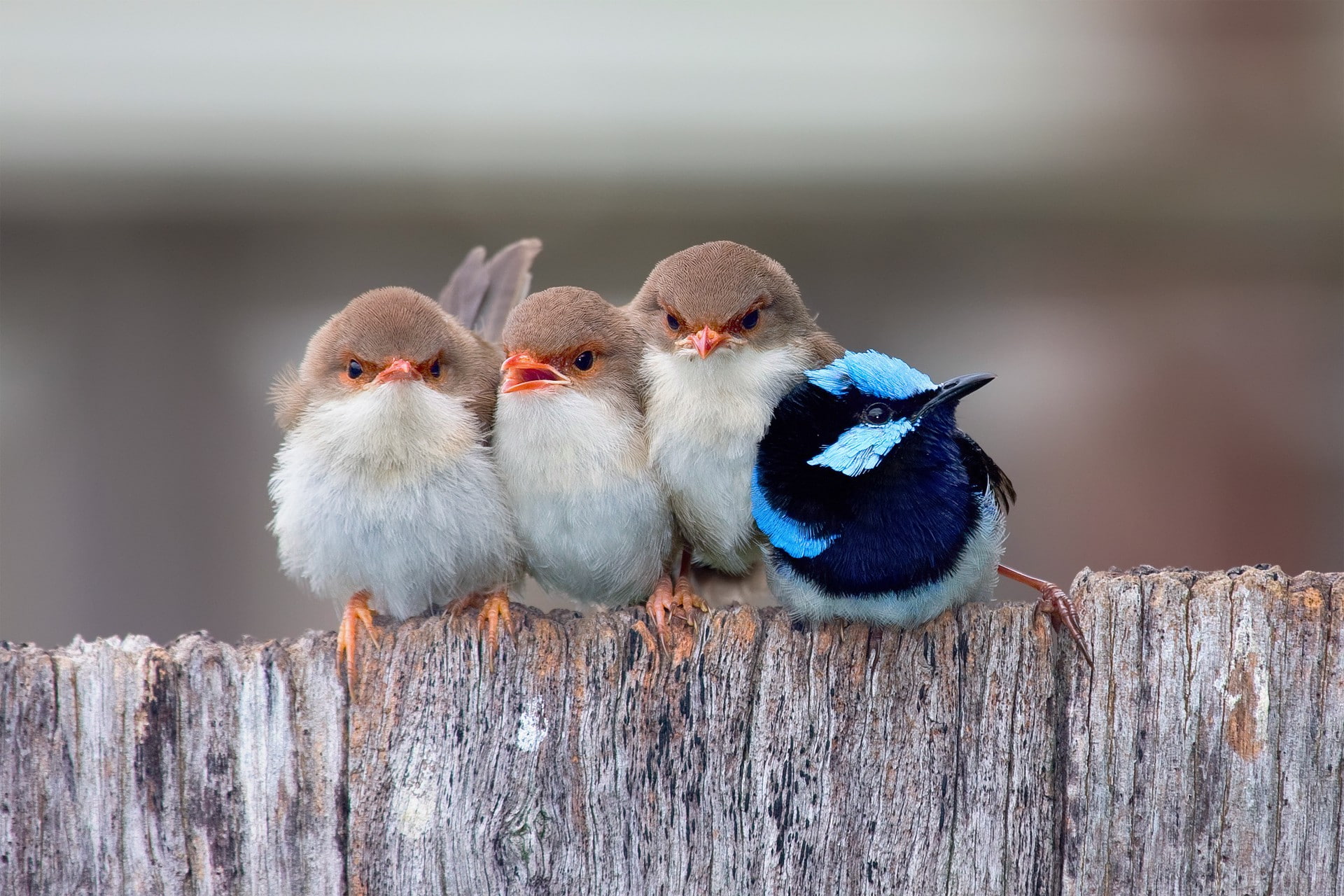 birds, 1080P, Male, beautiful Malurus, passerine birds, chicks, passerine, HD Wallpaper