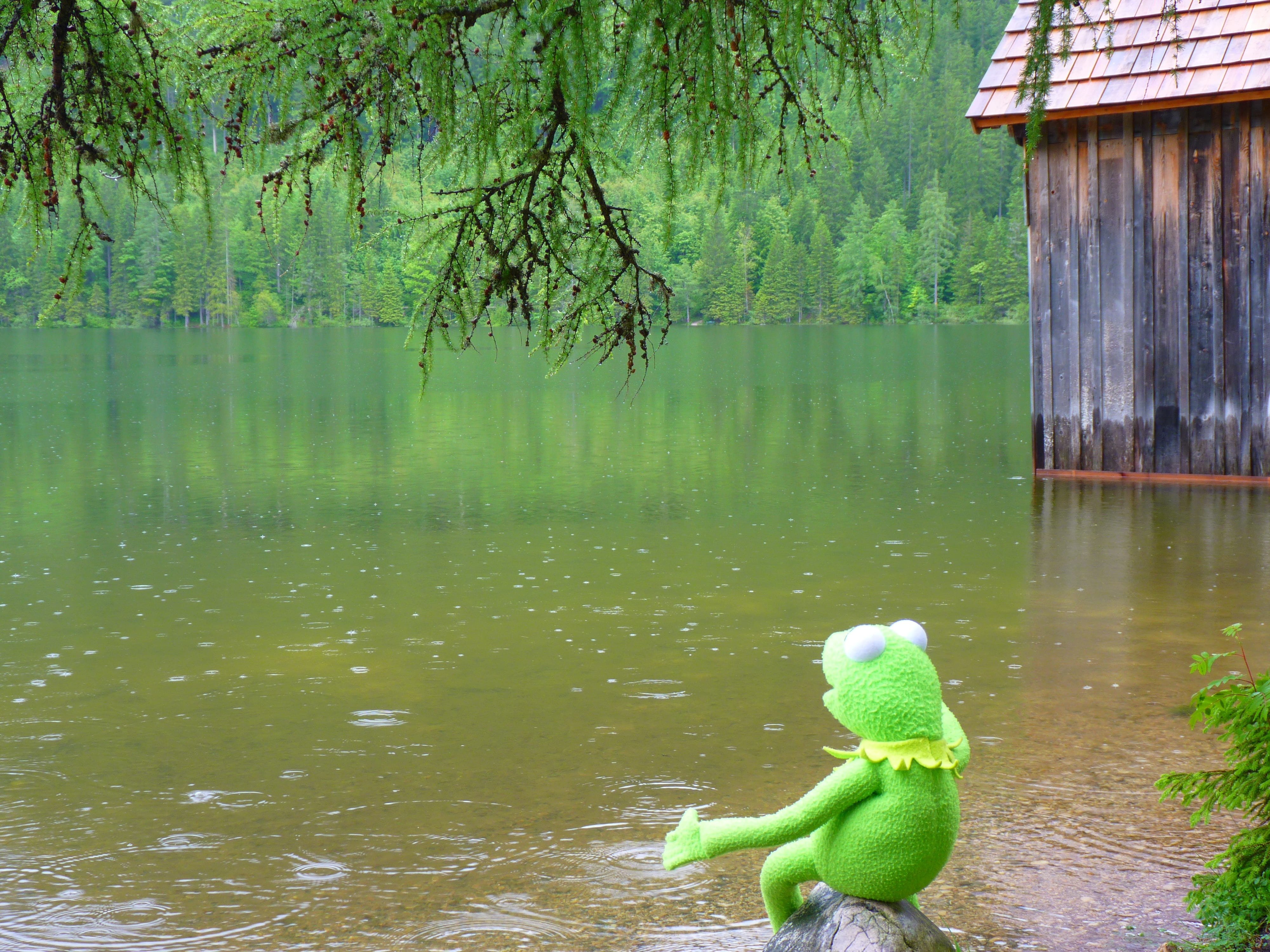 animal representation, tranquility, frog, kermit, vertebrate, day, toy, 4K, reflection, tree, body, outdoors, nature, lake, water, representation, animal, HD Wallpaper