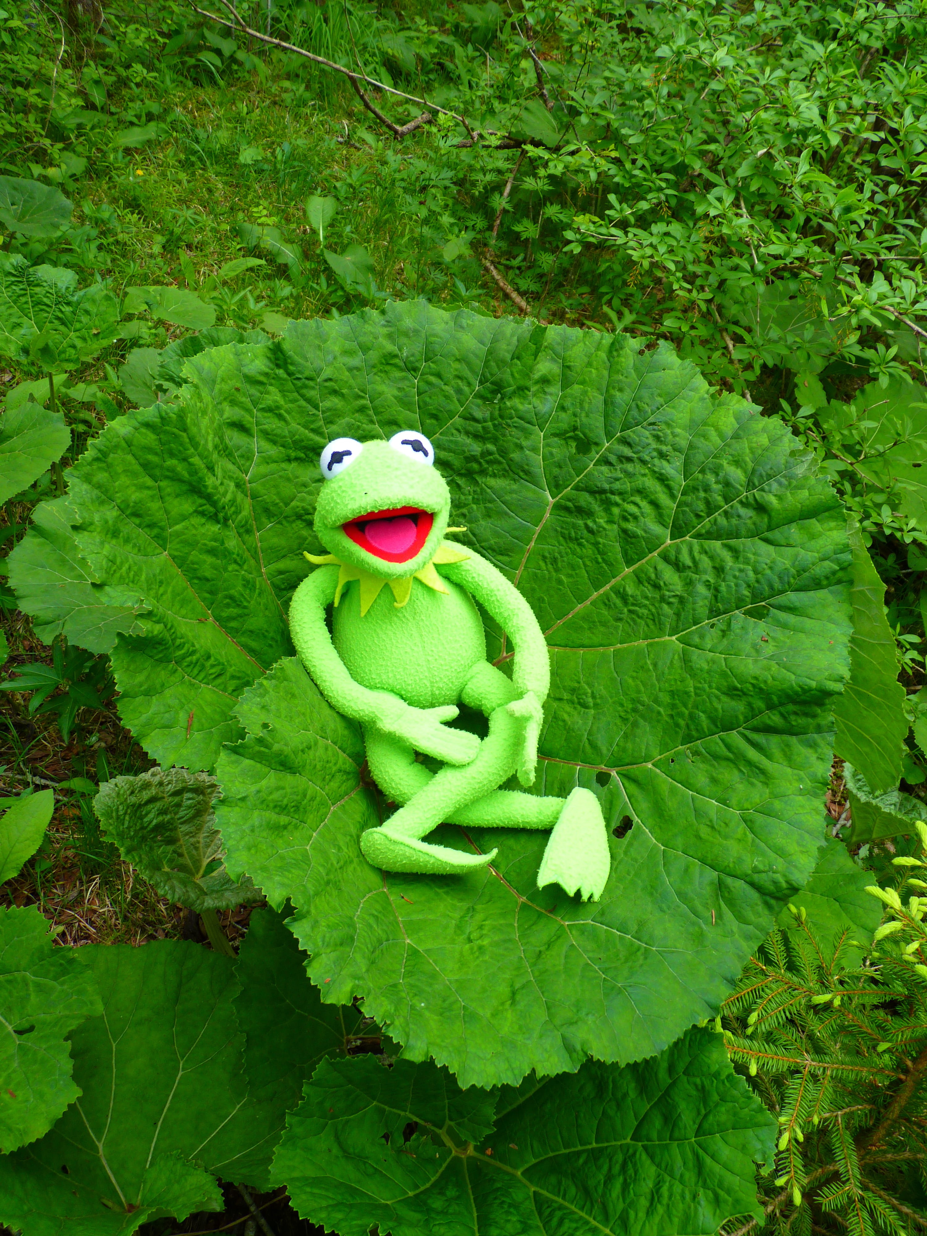animal representation, rest, kermit, outdoors, childhood, close-up, high angle view, toy, plant part, Leaf, Butterbur, large, Frog, animal, green, growth, Phone HD Wallpaper