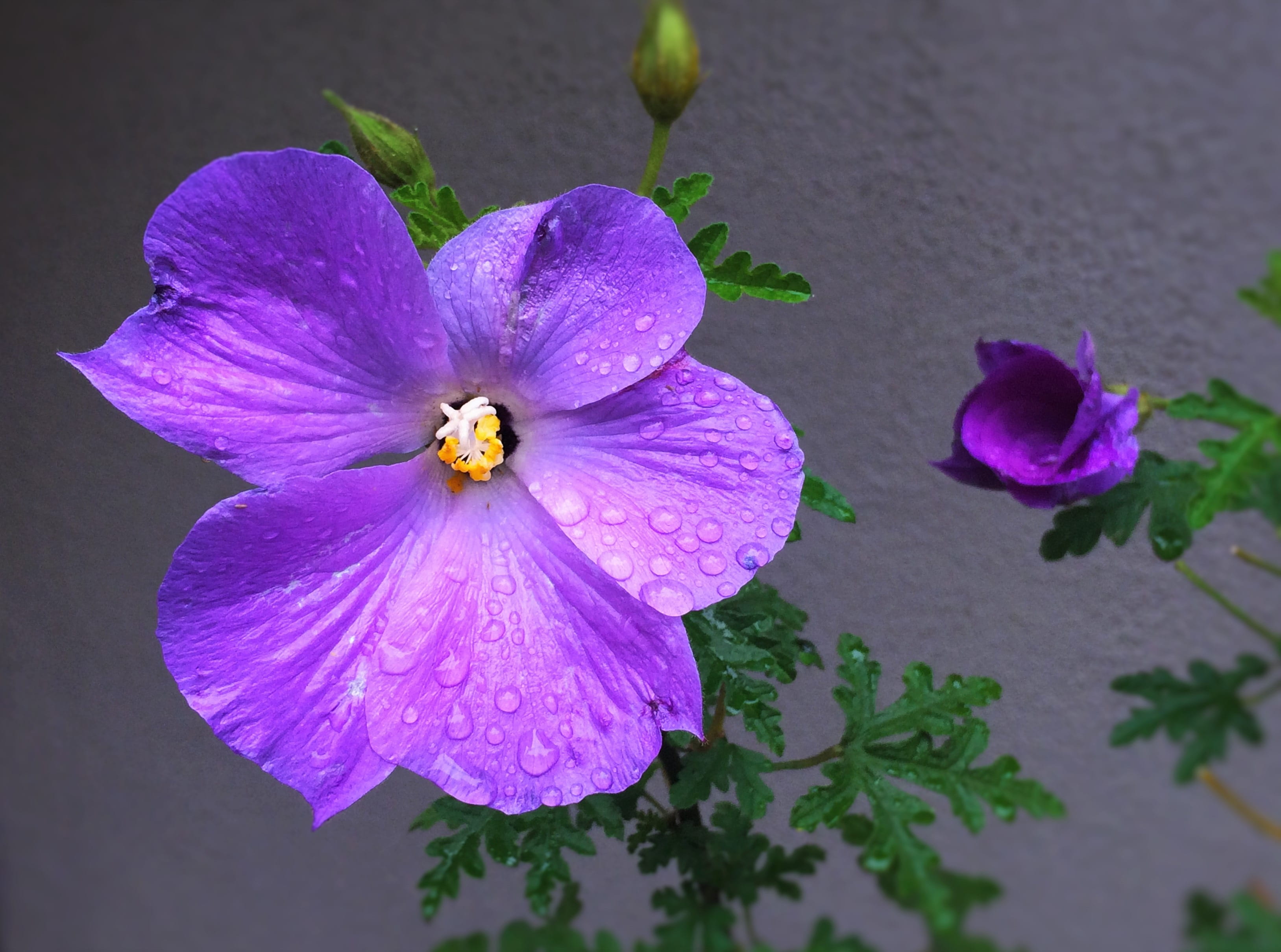 gray, red purple, macro, pollen, high angle view, front door, rural houses, purple, vulnerability, 2K, single Flower, flower, plant, bud, drop of water, HD Wallpaper