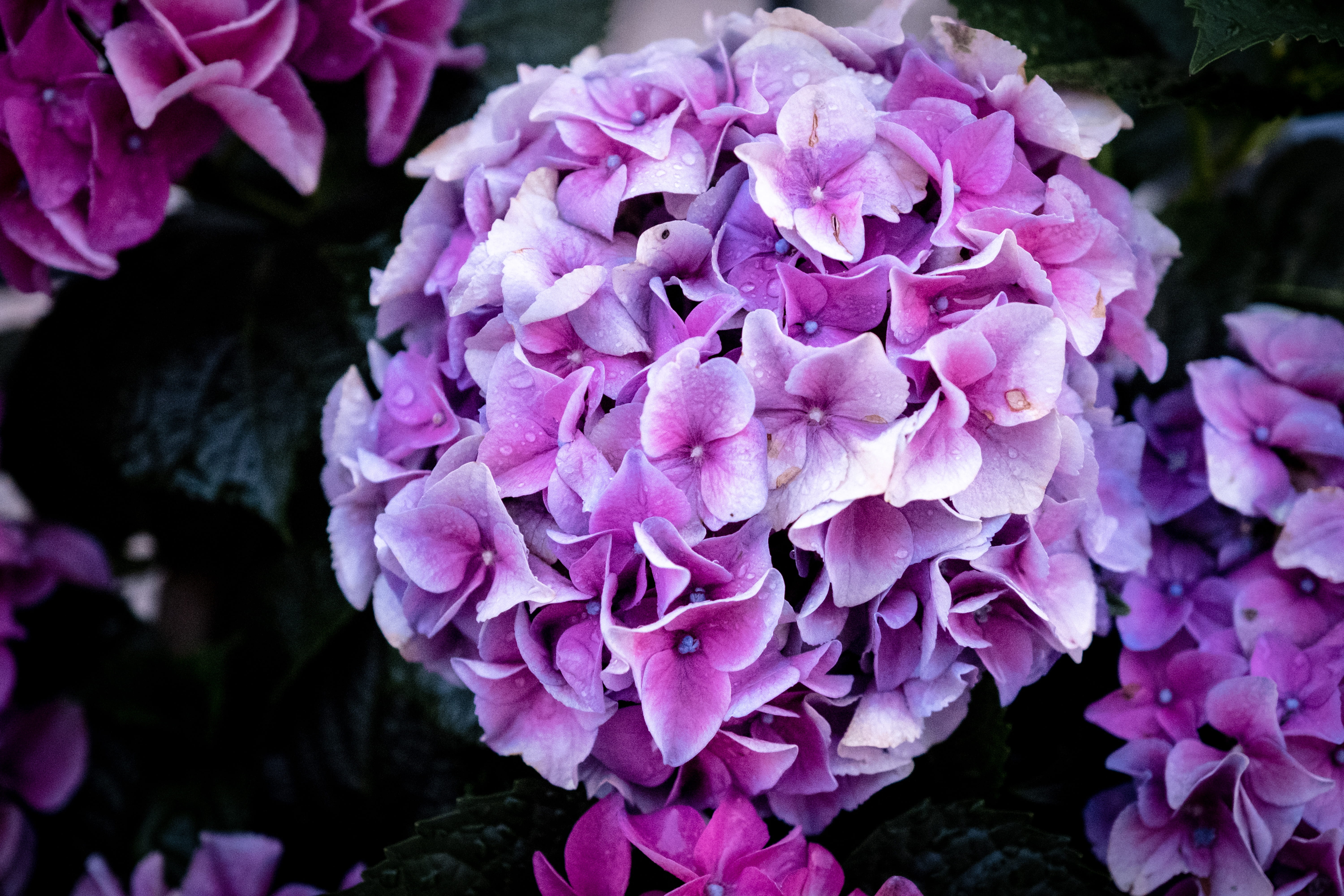 leaf, 5K, hydrangea, bouquet, pink color, inflorescence, white, nature, flower, plant, green, close-up, leaves, no people, focus on foreground, growth, HD Wallpaper
