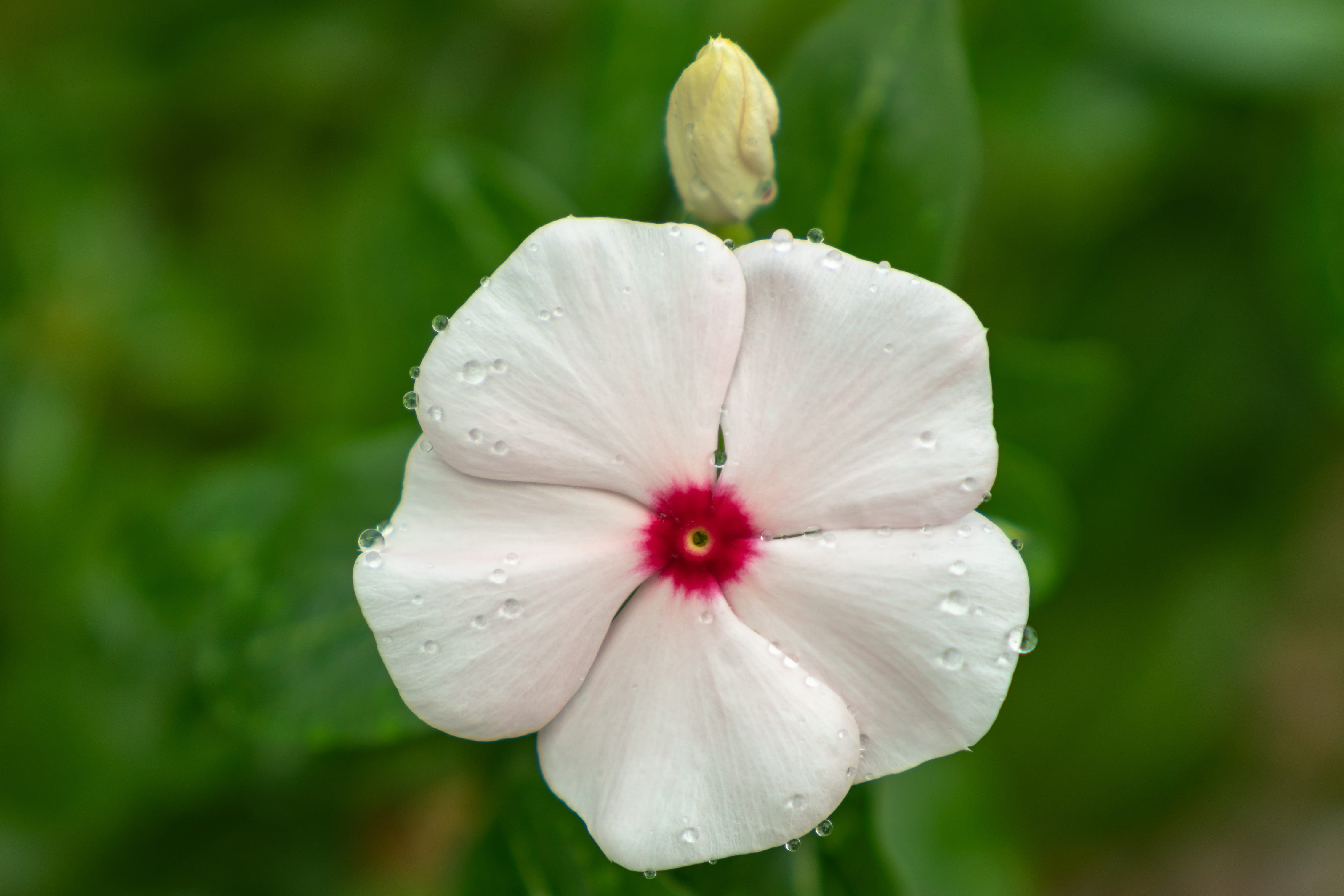 petal, dew, flower, wet, raindrop, vulnerability, flower head, flower petals, drop, nature, red, Water droplets, inflorescence, focus on foreground, rain drops, HD Wallpaper