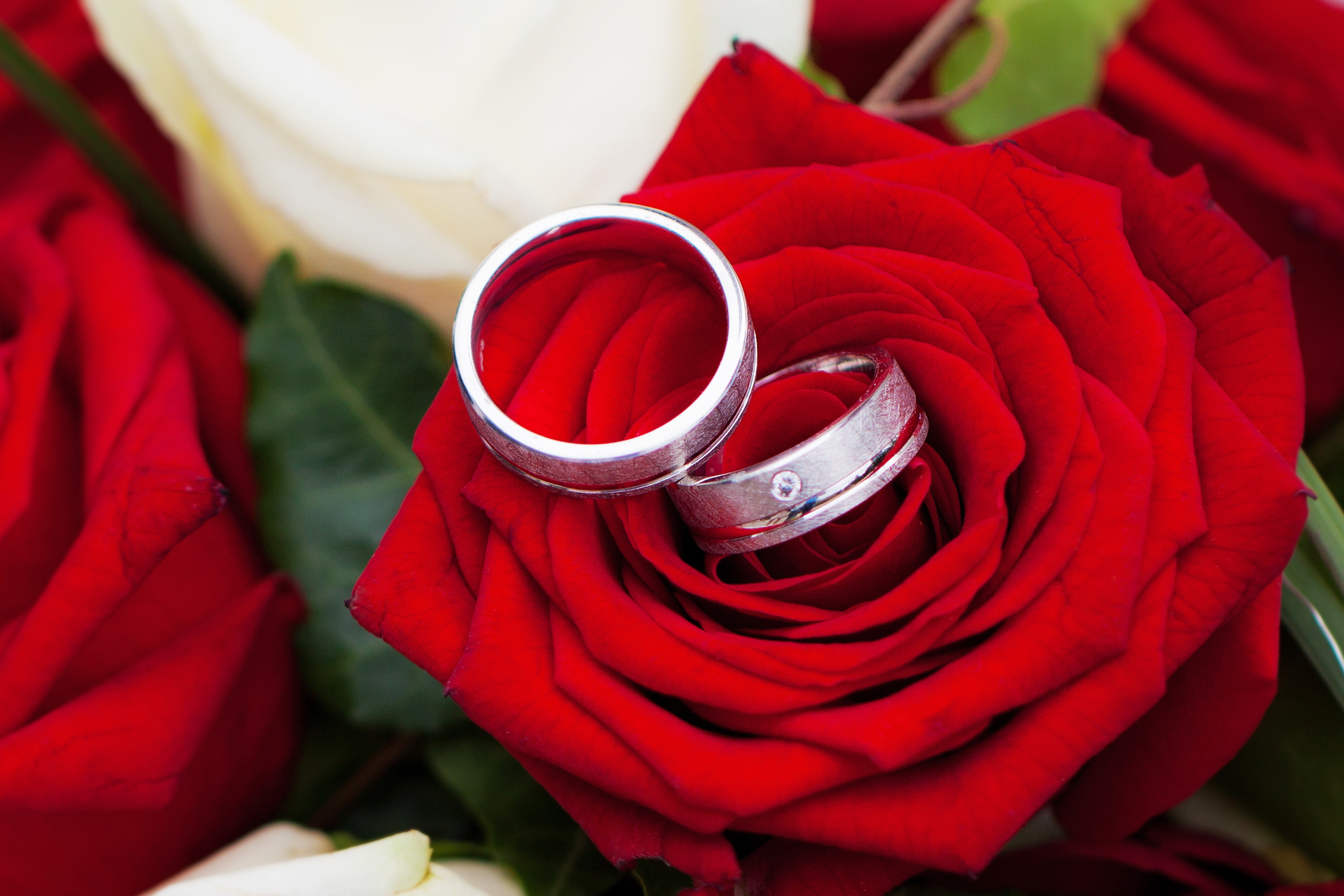 close-up, silver, freshness, flower, bride and groom, 5K, pair, two, flower head, colored, nature, flowering plant, emotion, ring, event, rose - flower, HD Wallpaper