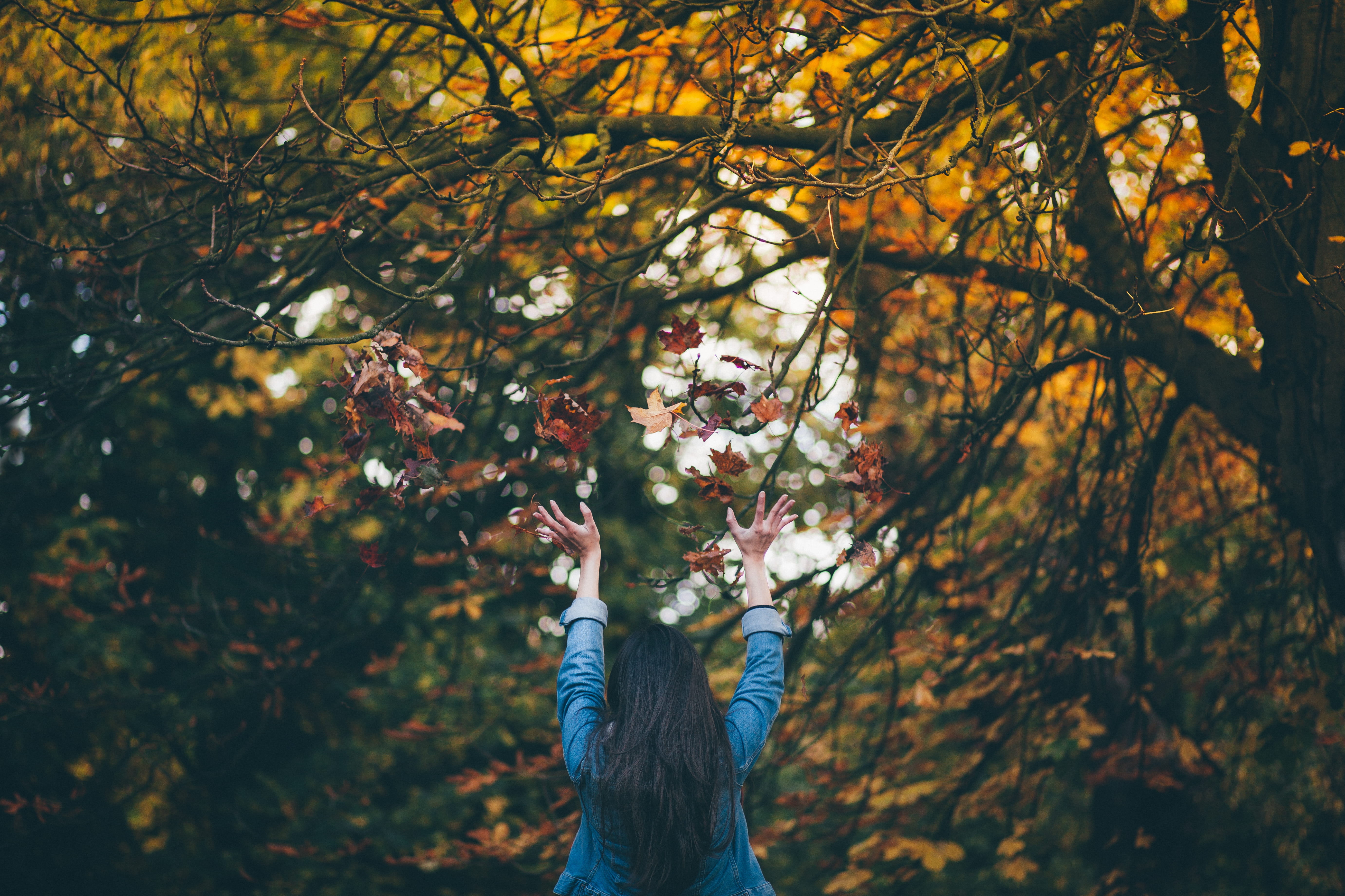 beauty In Nature, multi Colored, change, holding, day, plant, vibrant Color, woman in blue, daytime, park - Man Made Space, fall, throwing, woodland, focus on foreground, HD Wallpaper