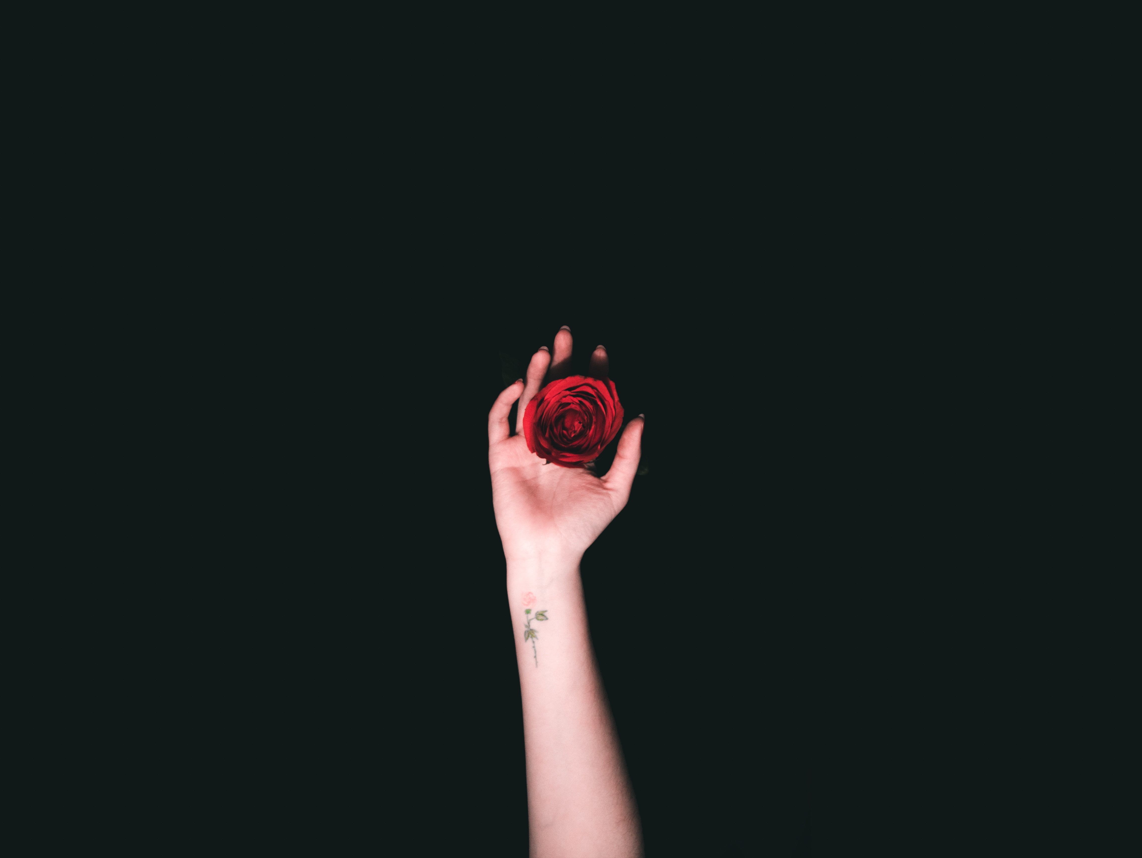 tattoo, roses, limb, adult, minimalism, 4K, human body part, copy space, black background, human arm, holding, body part, nature, close-up, human hand, HD Wallpaper