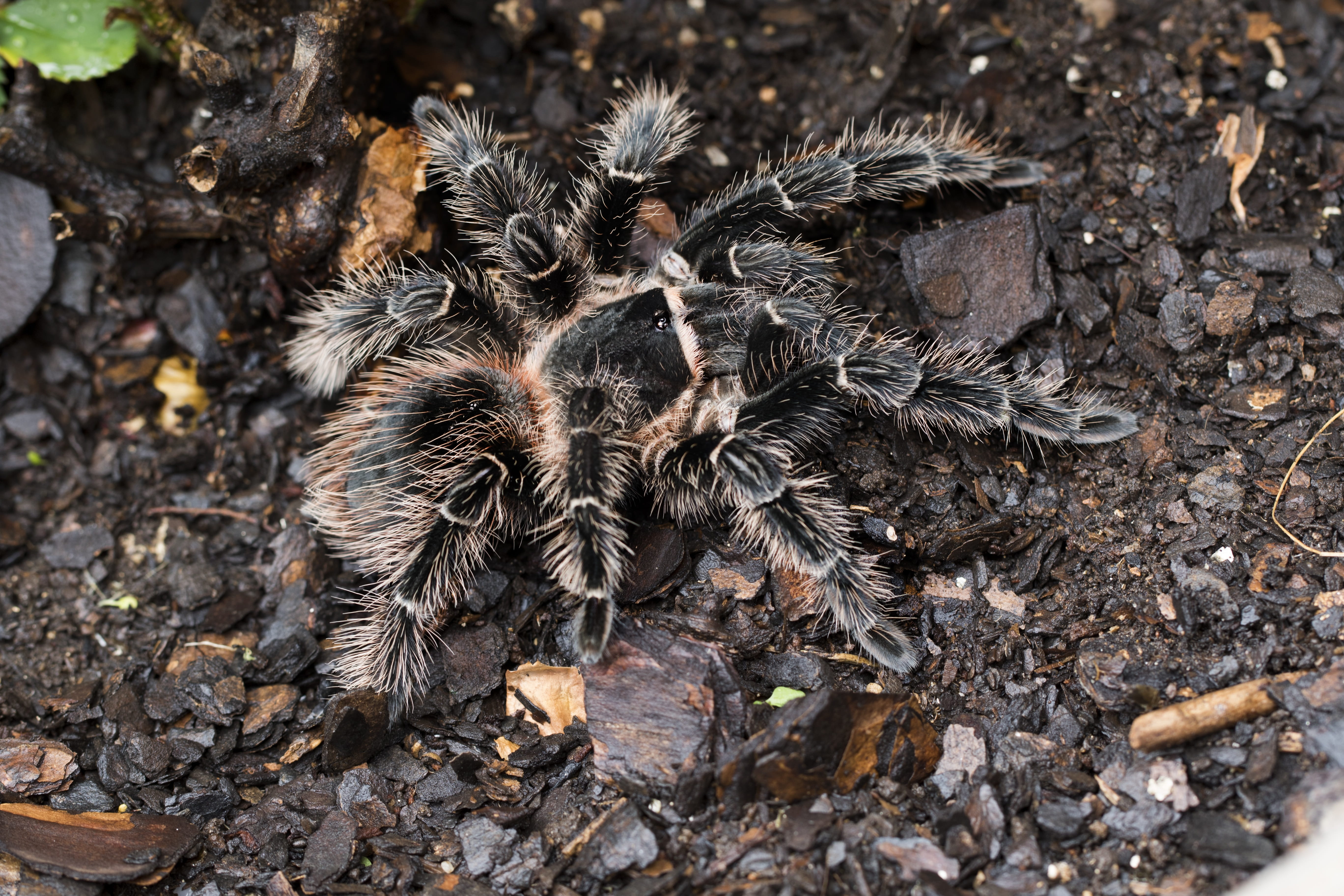animal themes, hairy, flower, web, poisonous, invertebrate, bird eater, plant, animals, insect, day, lasiodora parahybana, animal wildlife, animals in the wild, HD Wallpaper