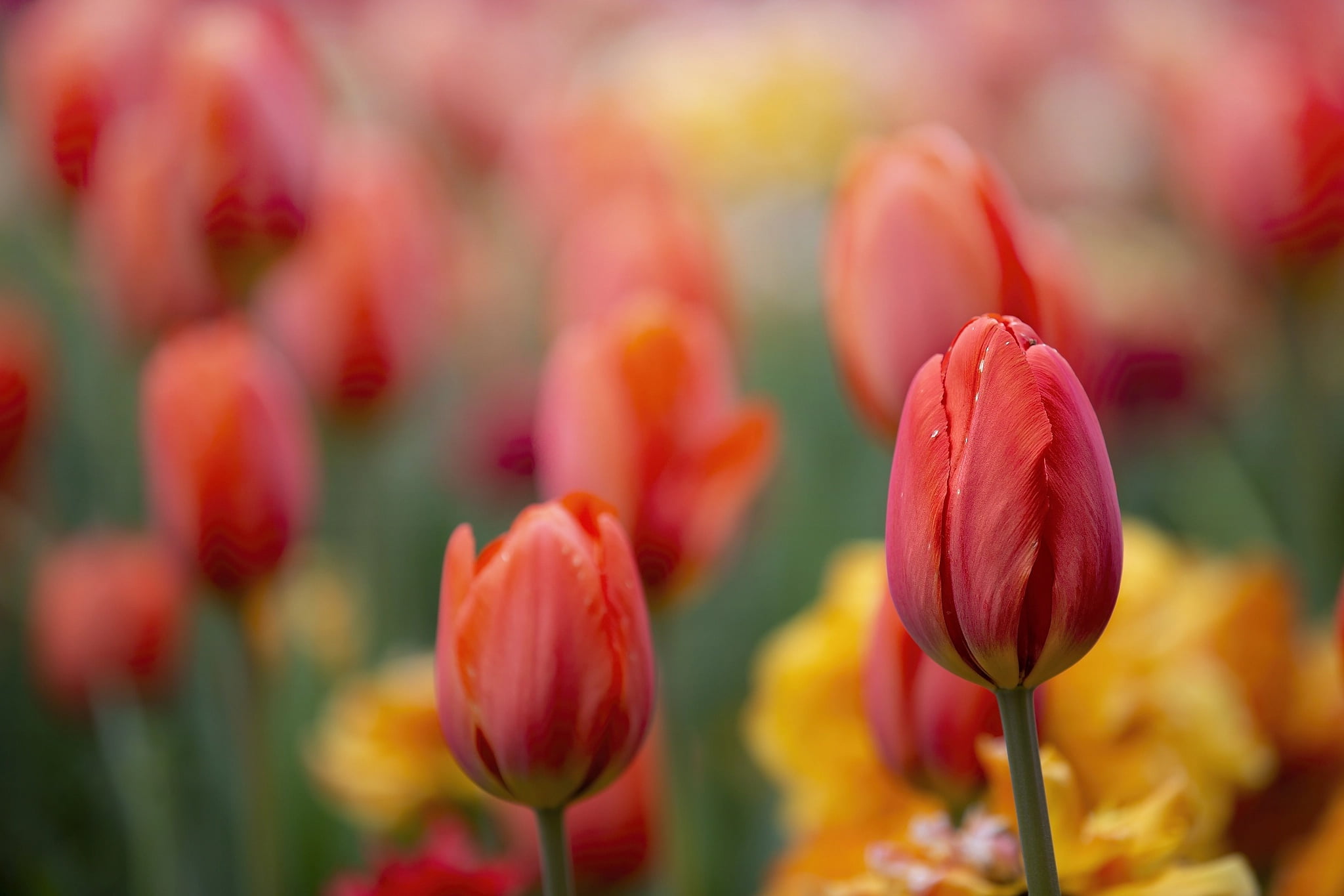 focus, spring, 1080P, macro, flowers, tulips, background, HD Wallpaper