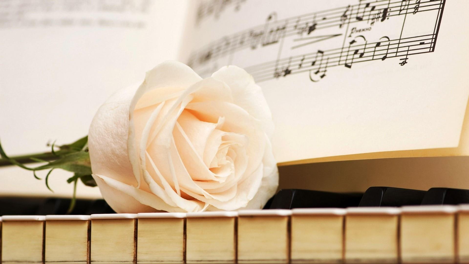 1080P, music, rose, flower, notes, bud, piano, keys, HD Wallpaper