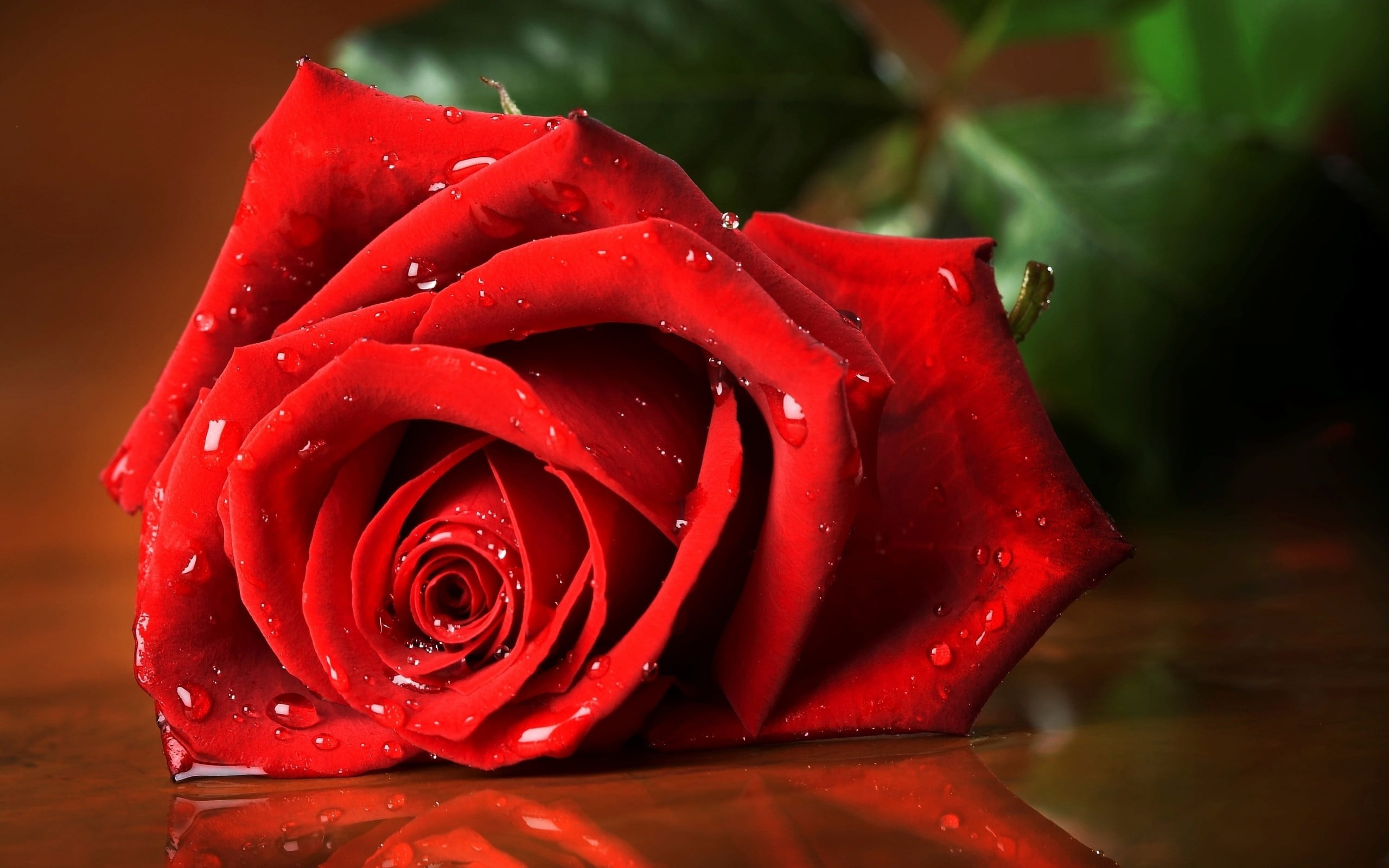 flowering plant, red, beauty in nature, fragility, wet, vulnerability, rose - flower, raindrop, dew, nature, rain, close-up, water, petal, no people, plant, HD Wallpaper