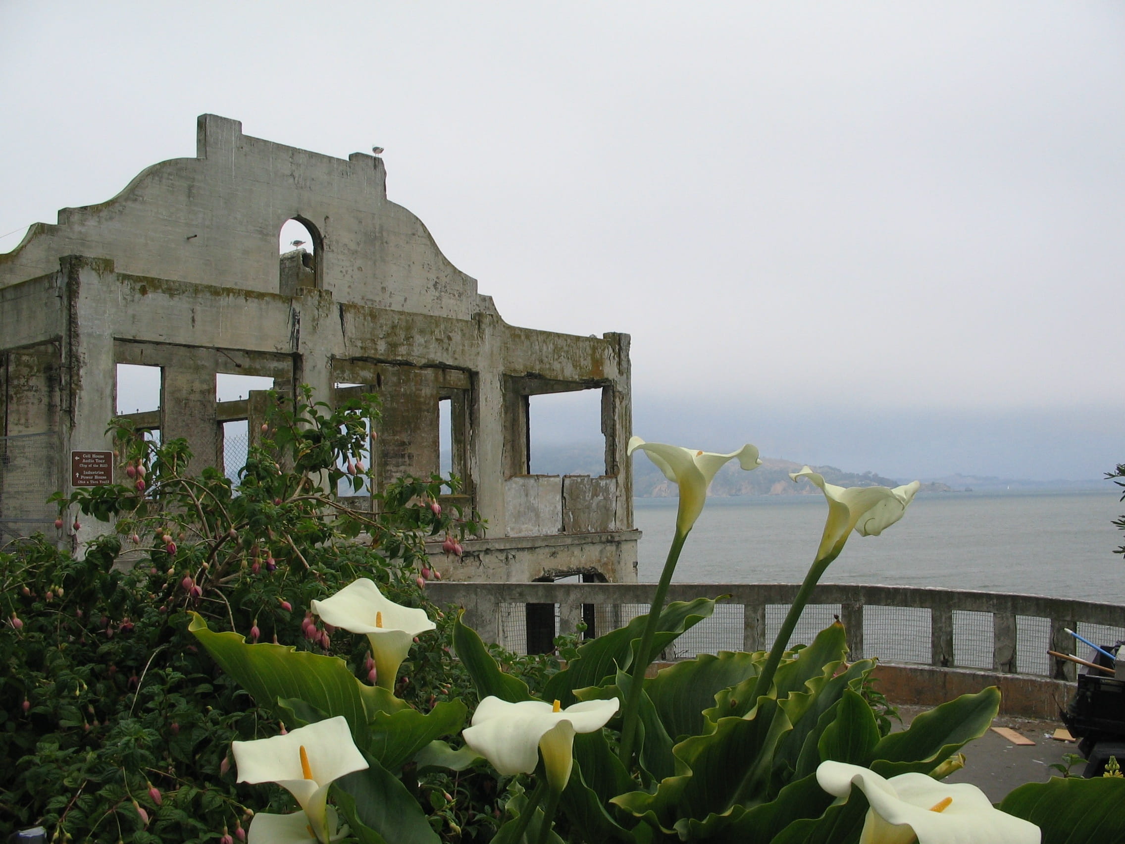 plant part, water, Island, sky, building exterior, flowers, san francisco, architecture, rock, Alcatraz, museum, leaf, clear sky, built structure, outdoors, HD Wallpaper
