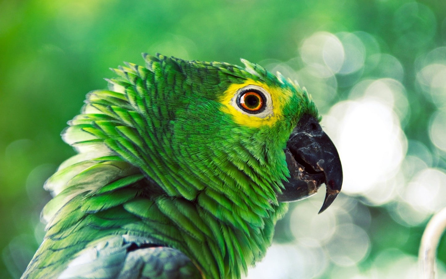 green, parrot, birds, 720P, photography, animals, HD Wallpaper