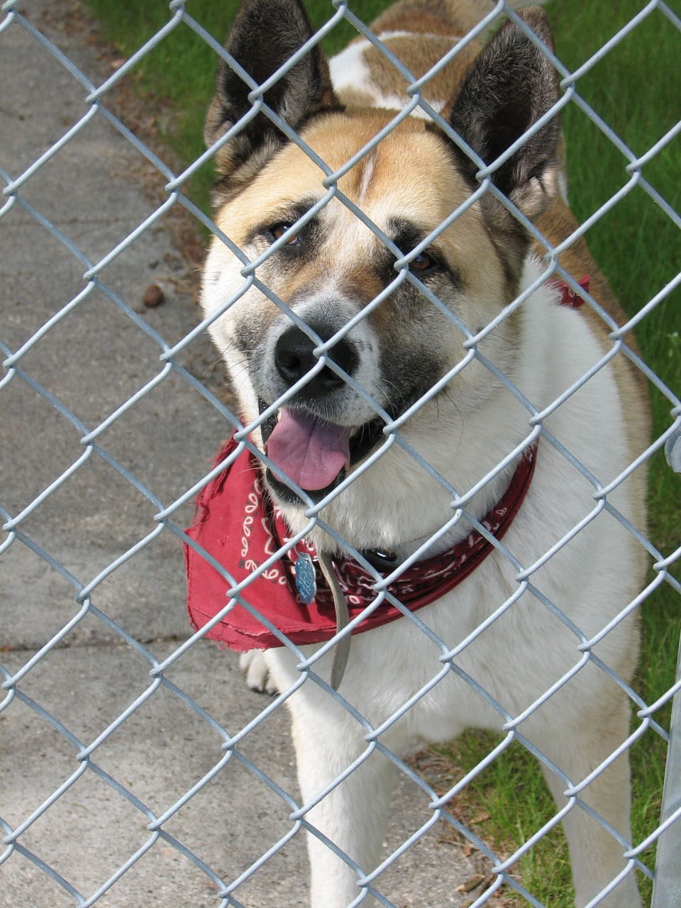 high angle view, chainlink fence, boundary, facial expression, jail, one animal, mouth open, sticking out tongue, akita, barrier, animal tongue, dog, no people, Phone HD Wallpaper