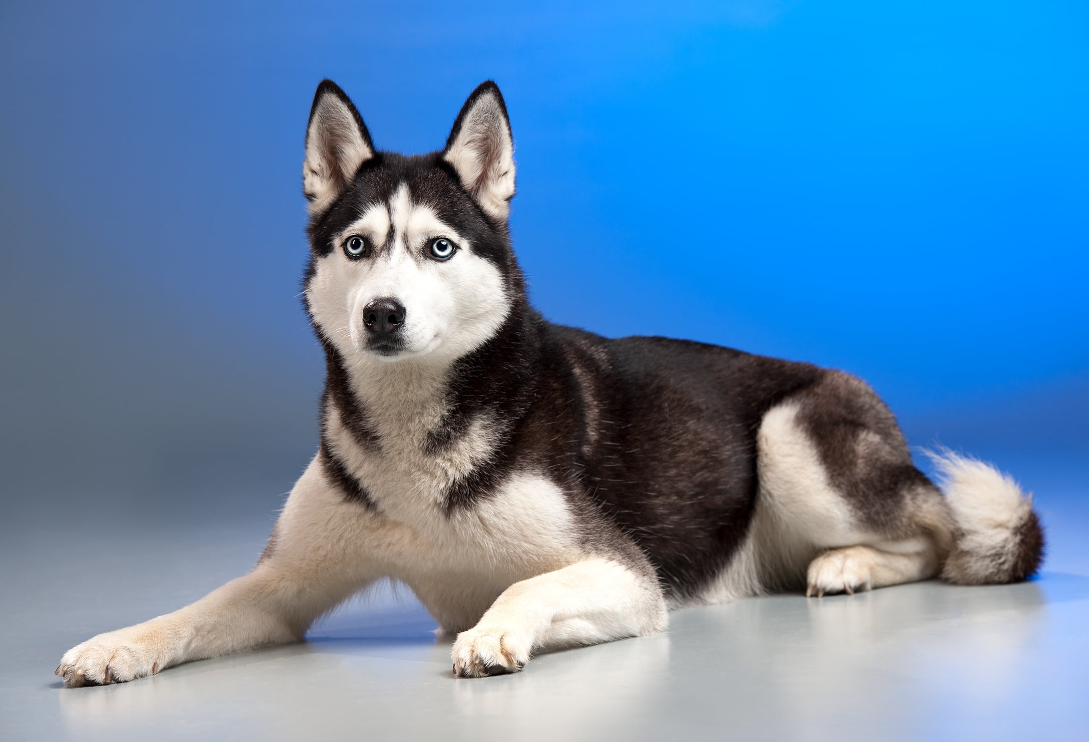 purebred dog, studio shot, animal, young animal, sled dog, indoors, blue background, domestic animals, 1080P, cute, focus, husky, full length, blue, animal themes, HD Wallpaper