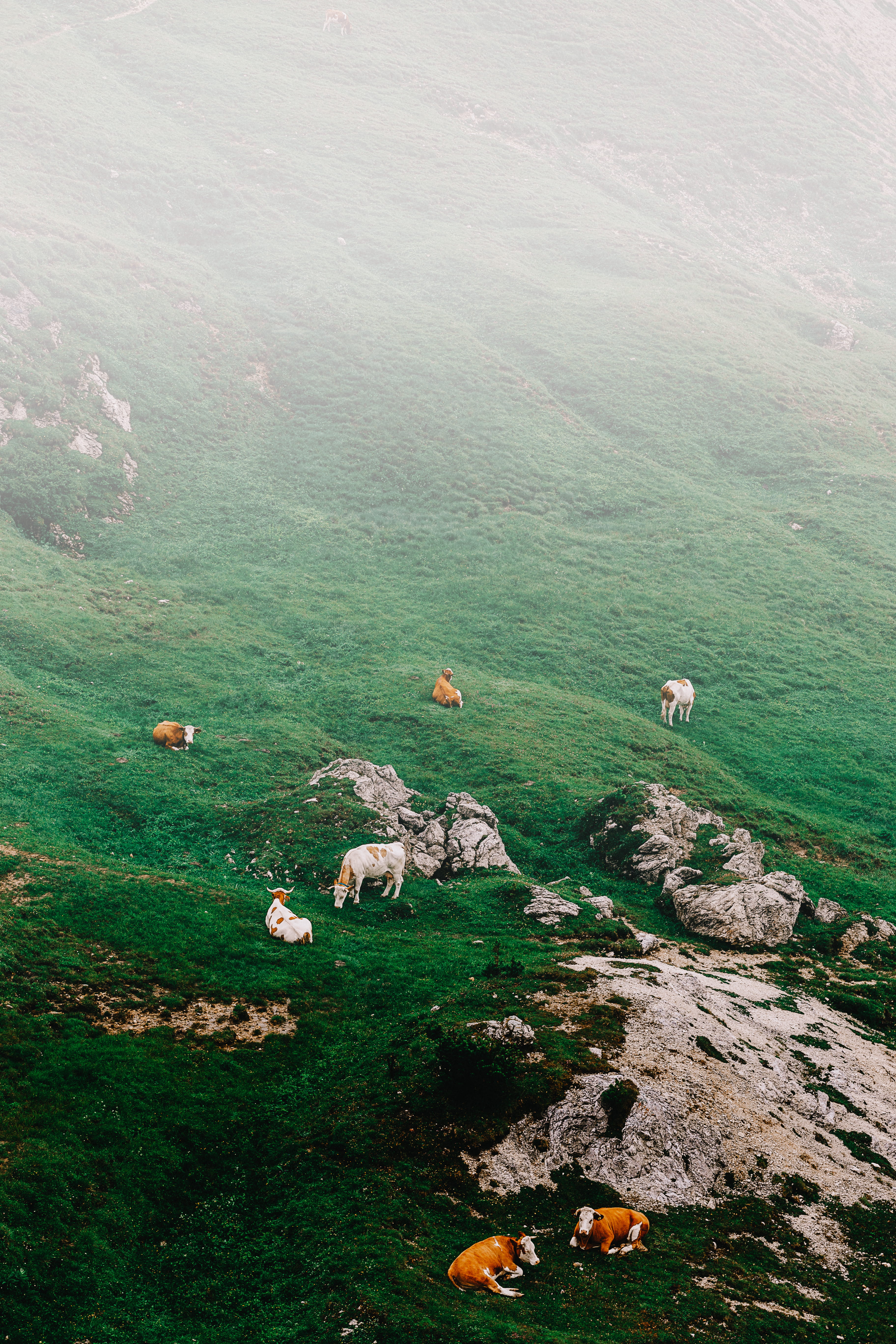 mammal, livestock, brown, nature, cow, italy, landscape, bovine, tranquil scene, aerial view, passo valparola, misty, 5K, water, white, field, fog, fields, Phone HD Wallpaper
