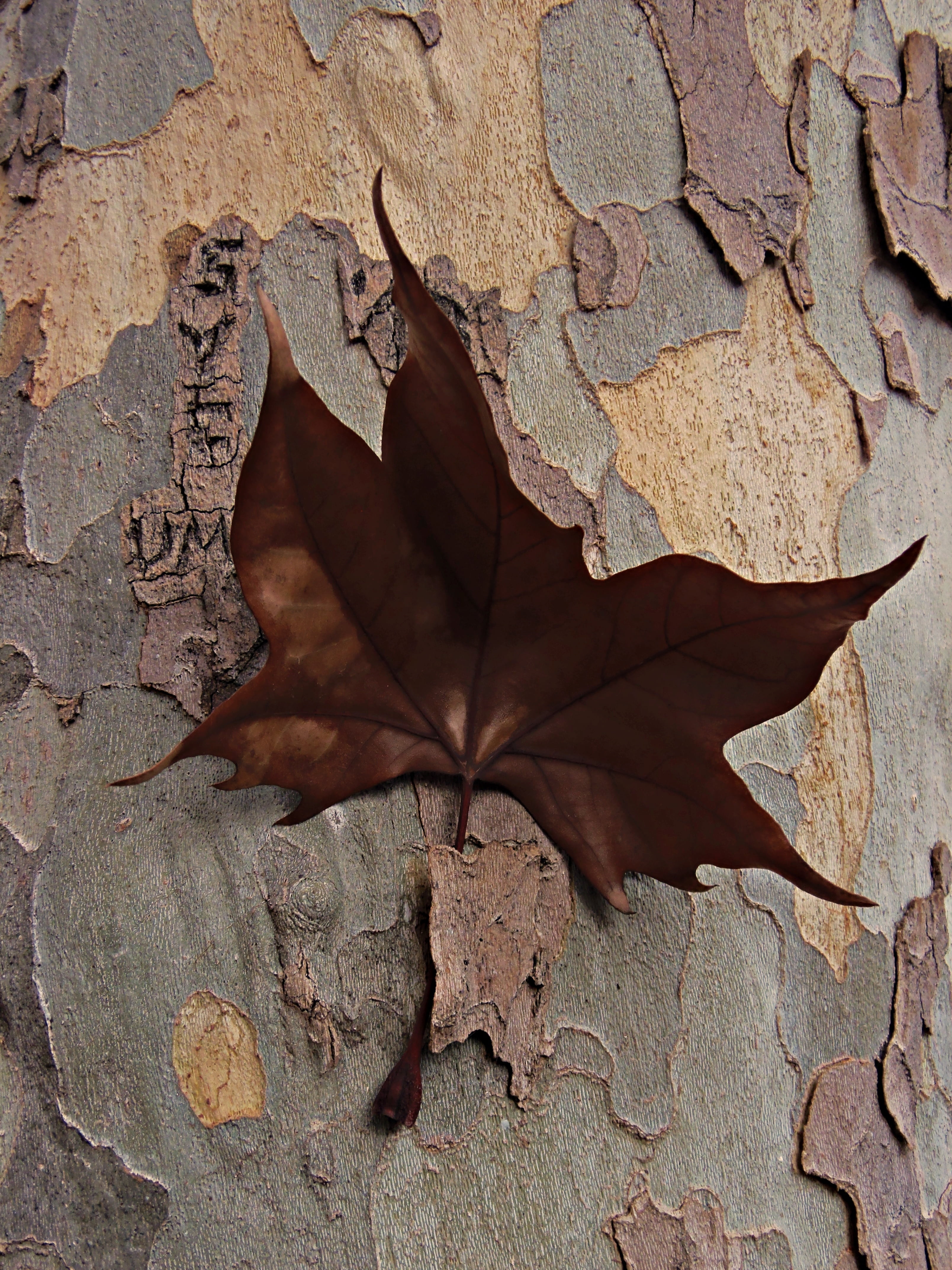 vulnerability, plant, no people, outdoors, fragility, arrested sheet, browns, leaf vein, dried, nature, maple leaf, directly above, high angle view, brown, Phone HD Wallpaper