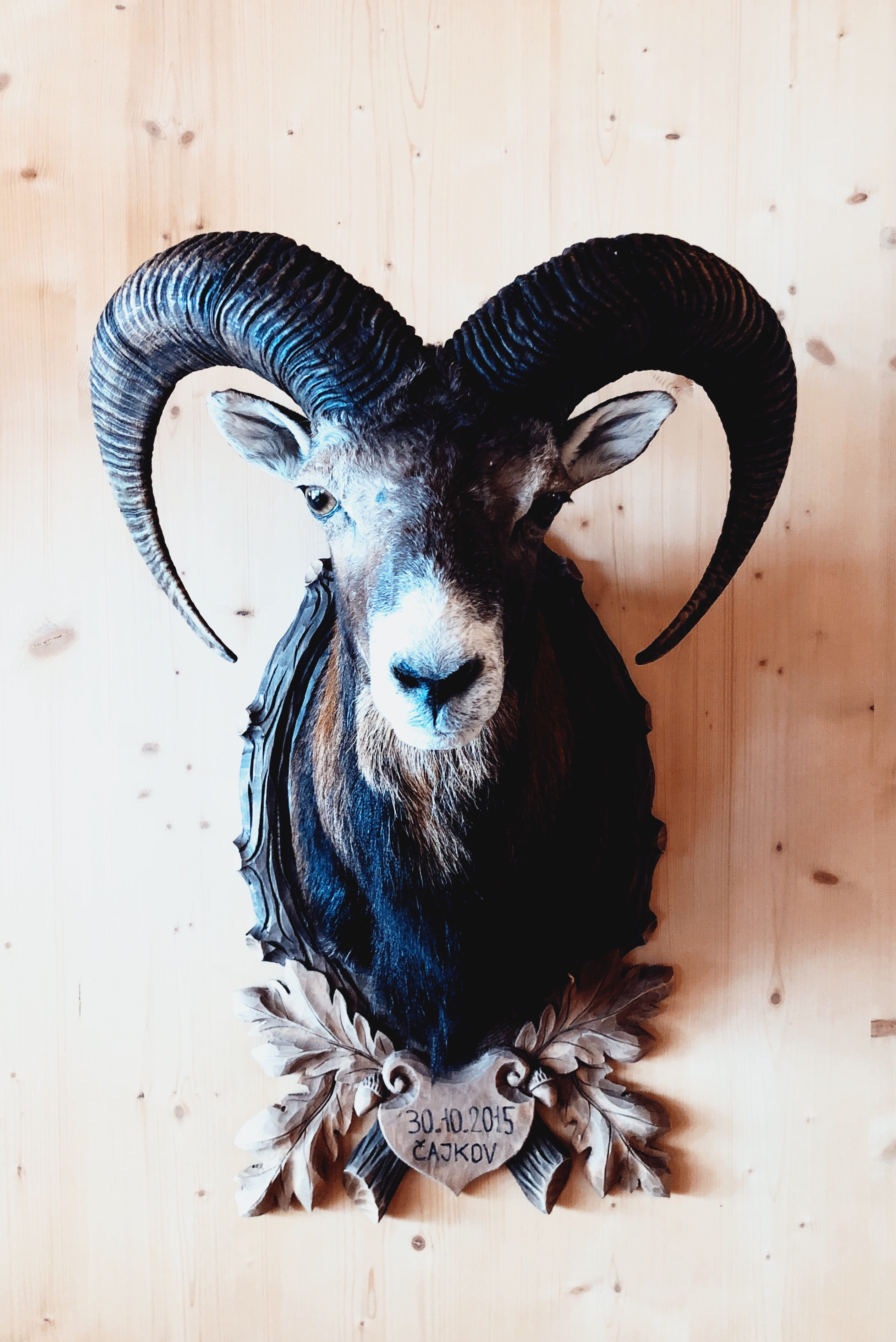 indoors, italy, taxidermy, close-up, domestic animals, horned, wall - building feature, domestic, animal themes, animal representation, day, mammal, la villa, Phone HD Wallpaper
