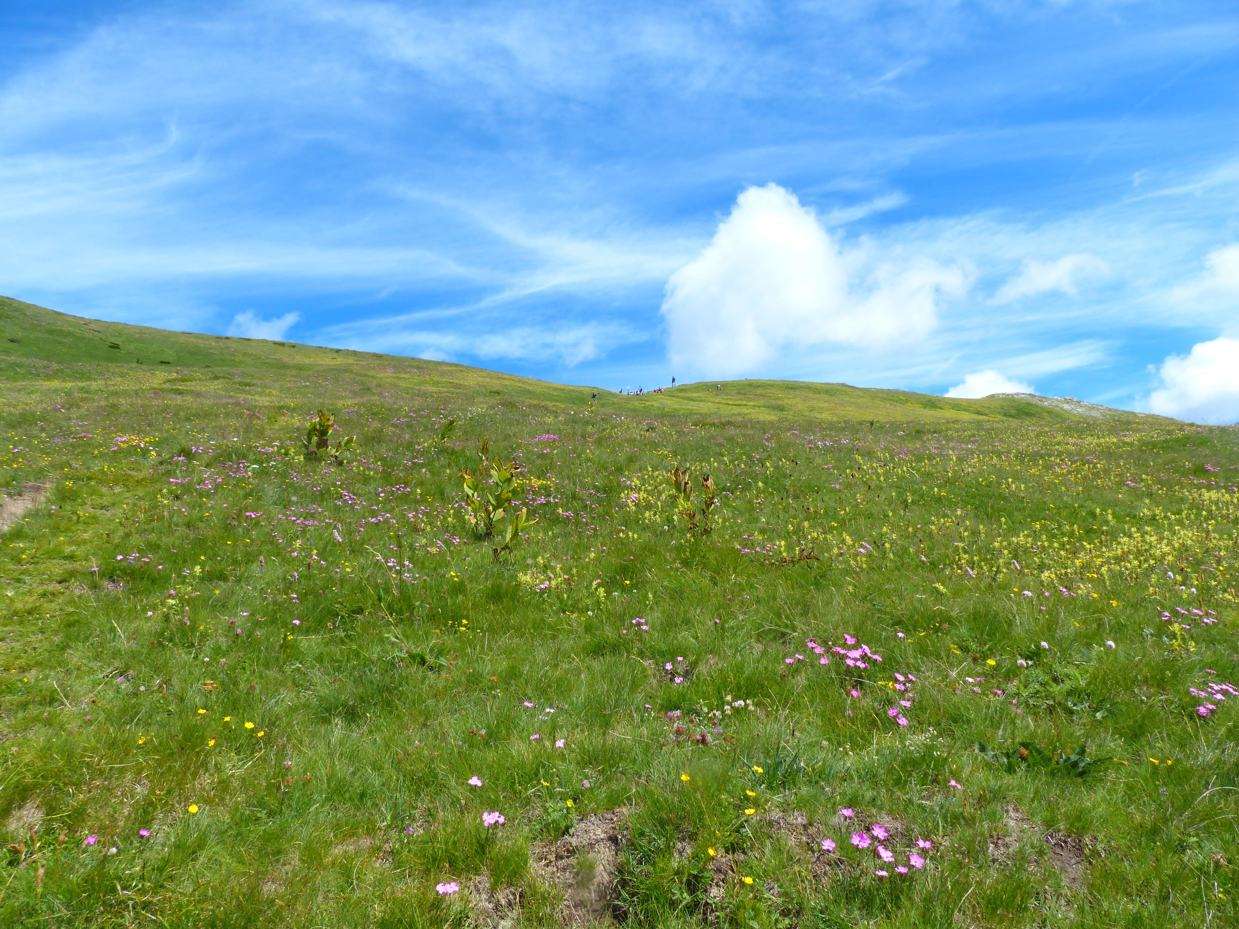 growth, flower, flowering plant, field, tranquility, maritime alps, flowers, landscape, environment, hill, green Color, plant, summer meadow, meadow, nature, HD Wallpaper