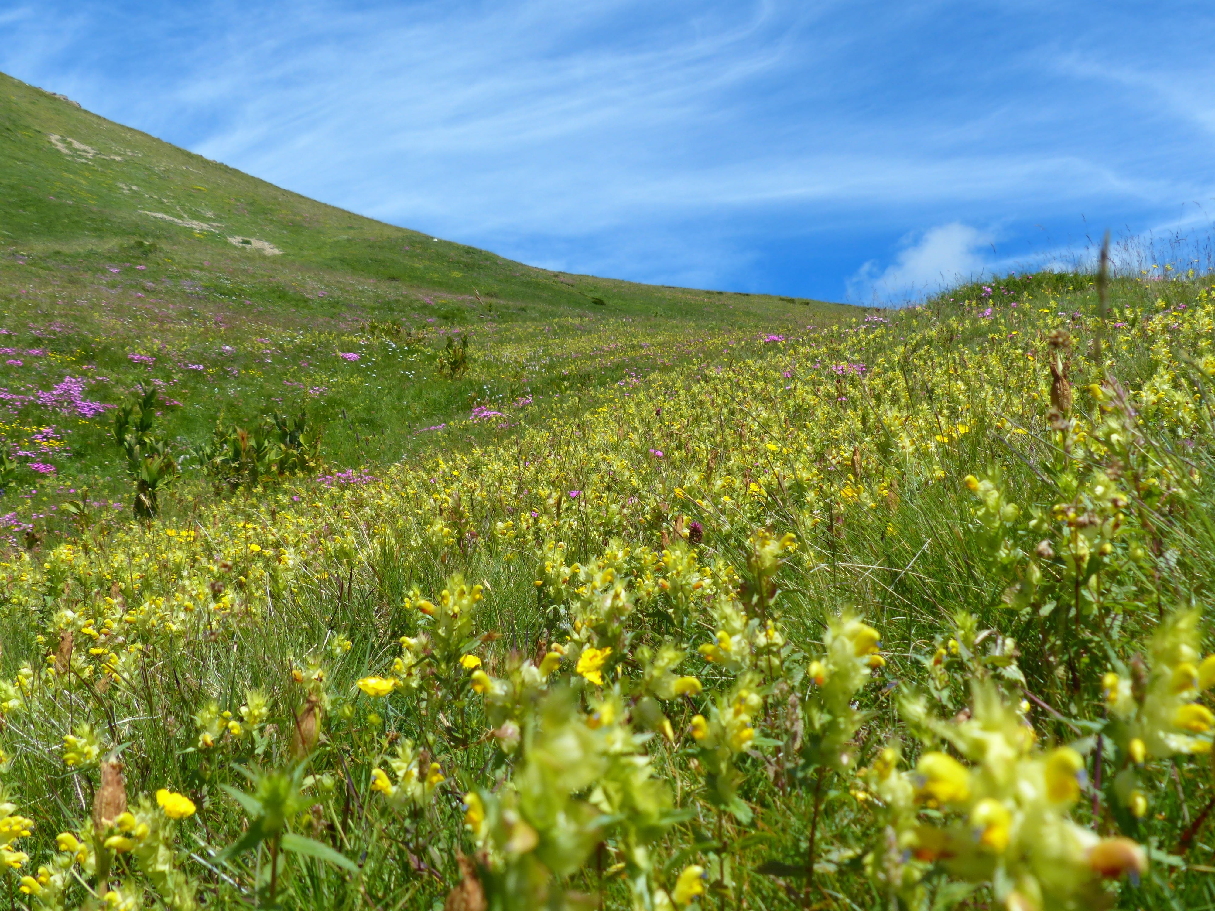 landscape, rhinanthus, sunny, flowers, tranquil scene, 4K, mountains, grass, field, recovery, tranquility, mountain meadow, flower meadow, green color, HD Wallpaper