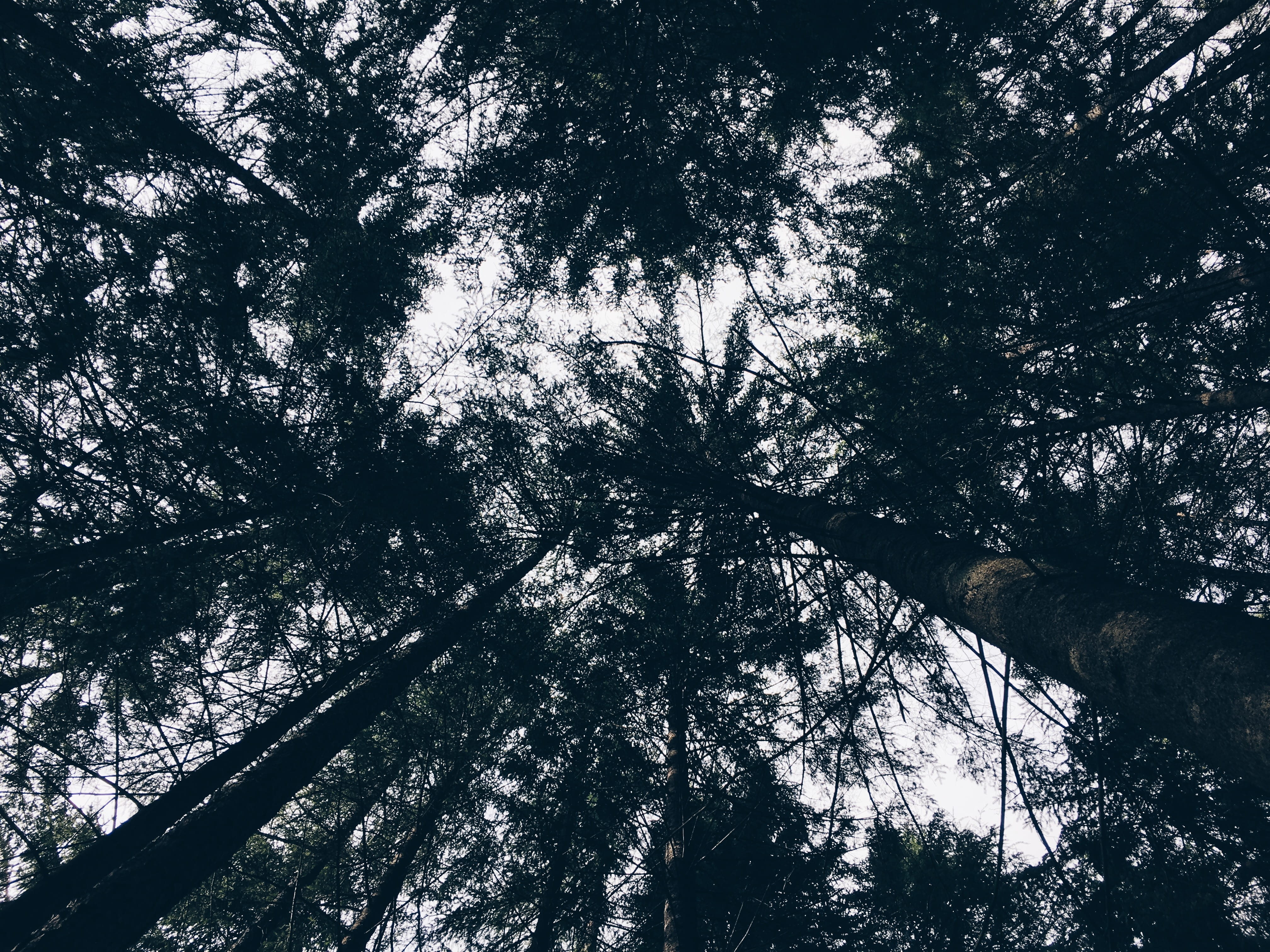 tranquility, sunlight, tree, backgrounds, trunk, 4K, beauty in nature, branch, bamboo - plant, growth, land, low angle view, tree trunk, italia, day, hd, HD Wallpaper