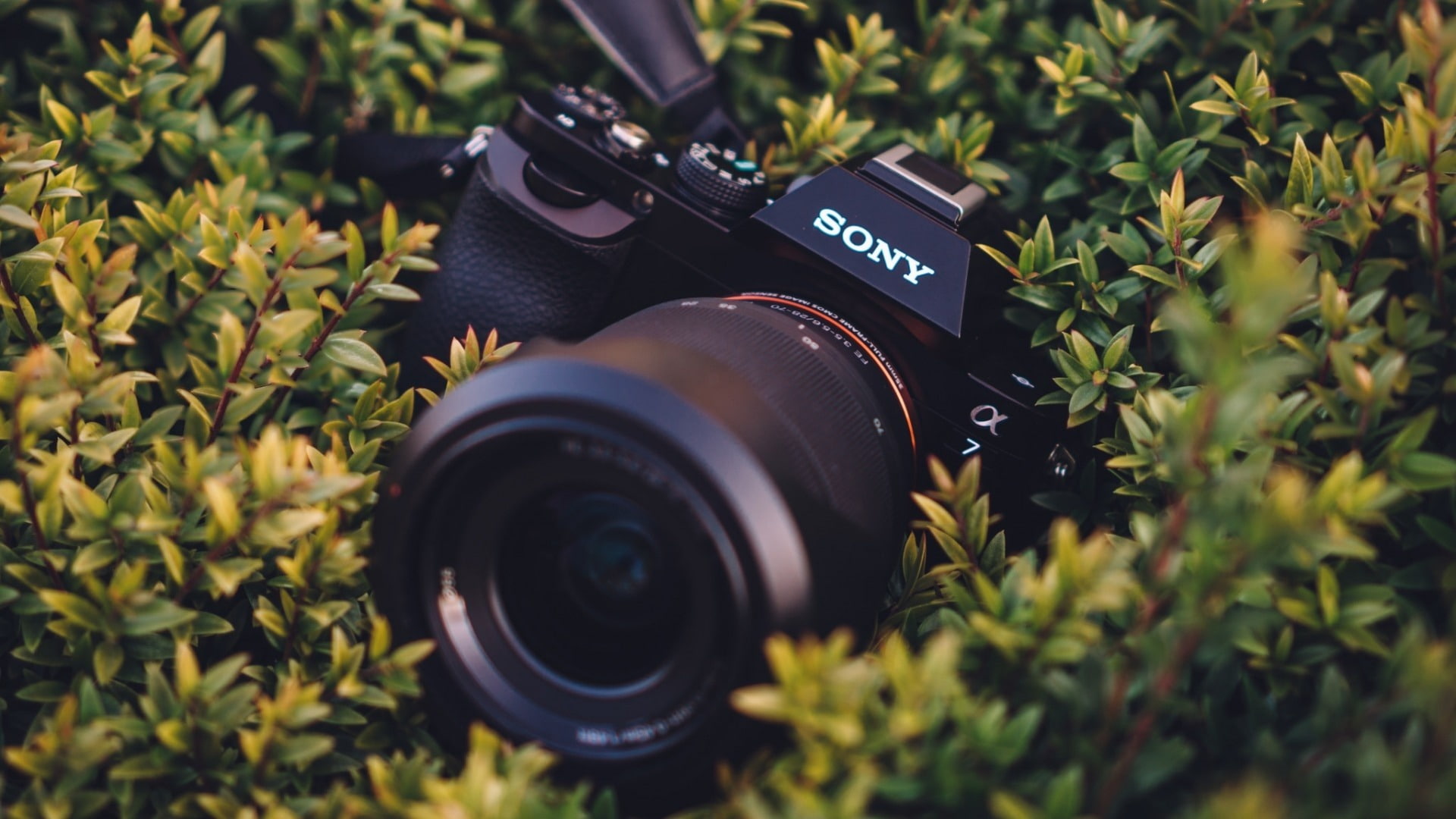 1080P, photographing, close-up, black color, digital, sony, selective focus, photography themes, day, outdoors, nature, growth, plant, camera - photographic equipment, HD Wallpaper