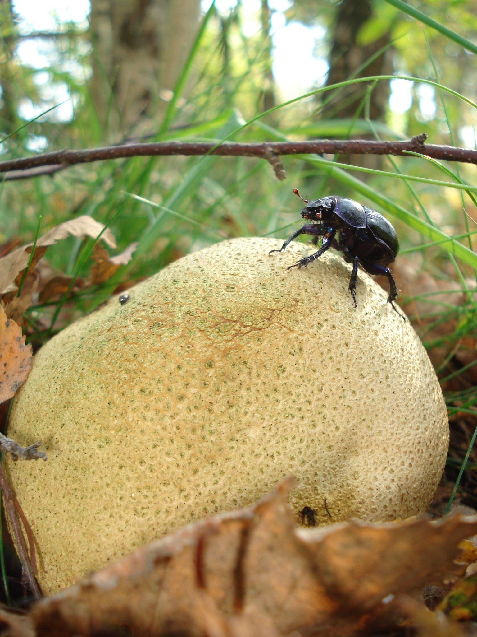 beetle, outdoors, leaf, citrinum, plant, rock, focus on foreground, invertebrate, day, no people, selective focus, animals, animal, animals in the wild, Phone HD Wallpaper