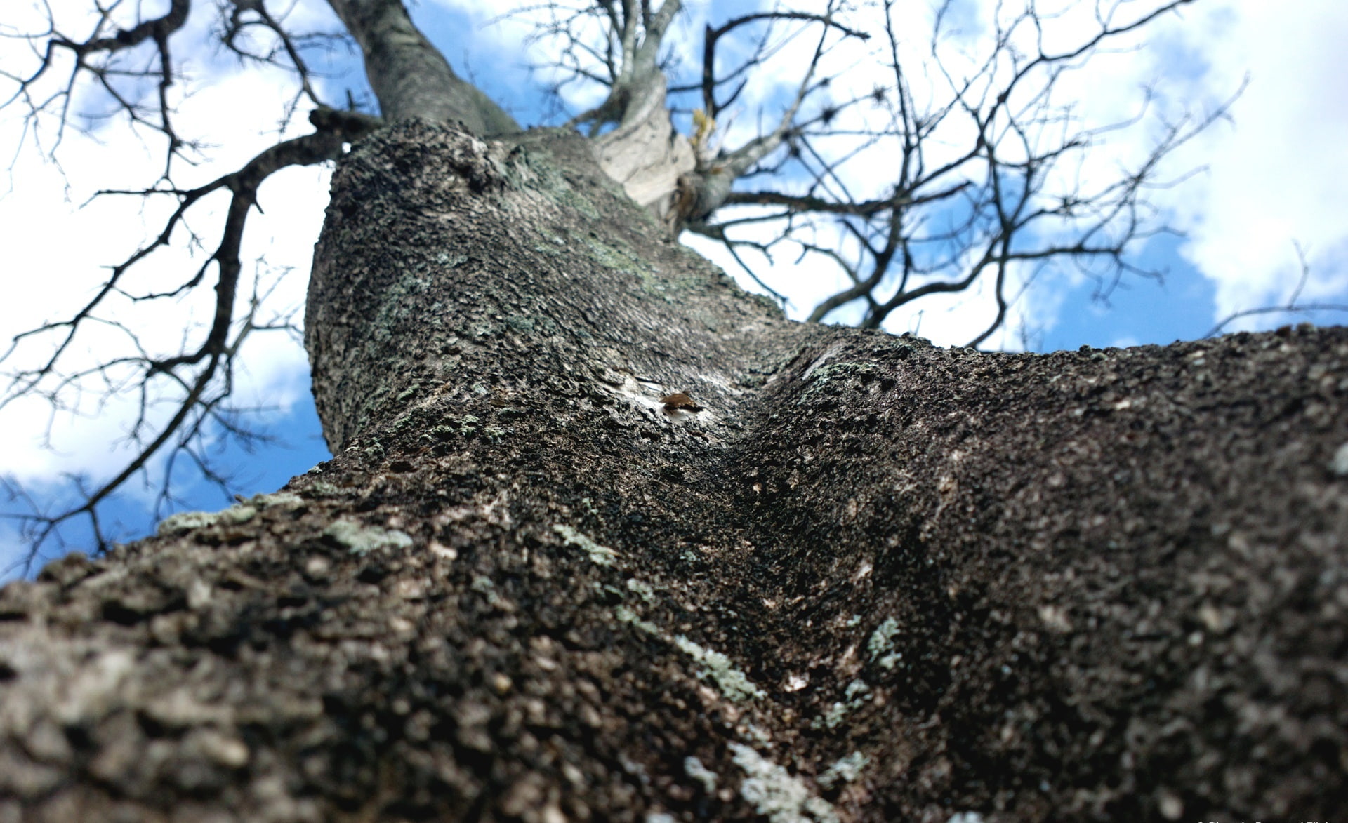 Forests, tree trunk, no people, trunk, galhos, arvore, morta, plant, rough, low angle view, natureza, directly below, bare tree, trees, selective focus, HD Wallpaper