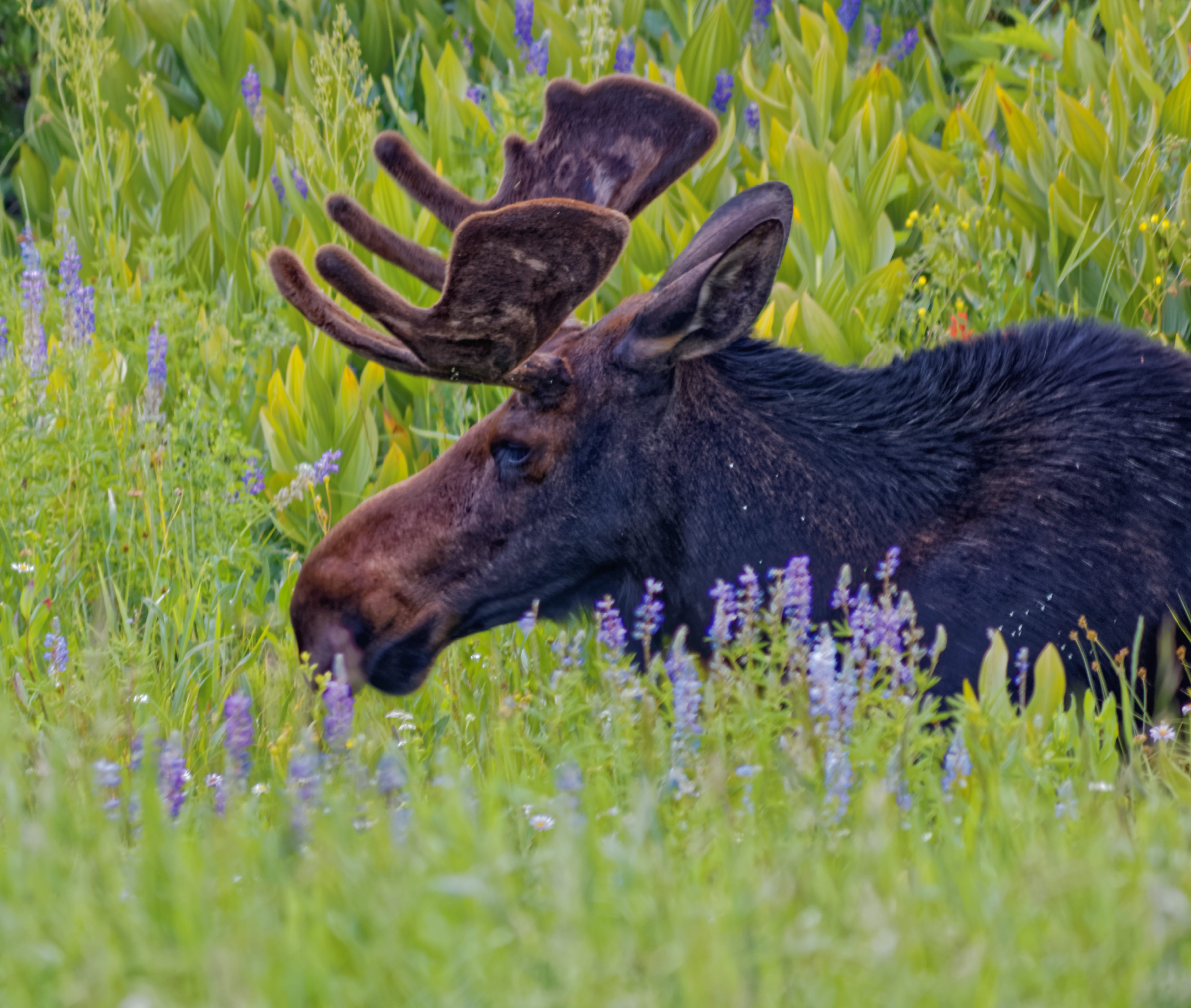 mammal, deer, black, brown, no people, animal themes, one animal, field, alta, vertebrate, plant, animal head, antler, selective focus, nature, herbivorous, HD Wallpaper
