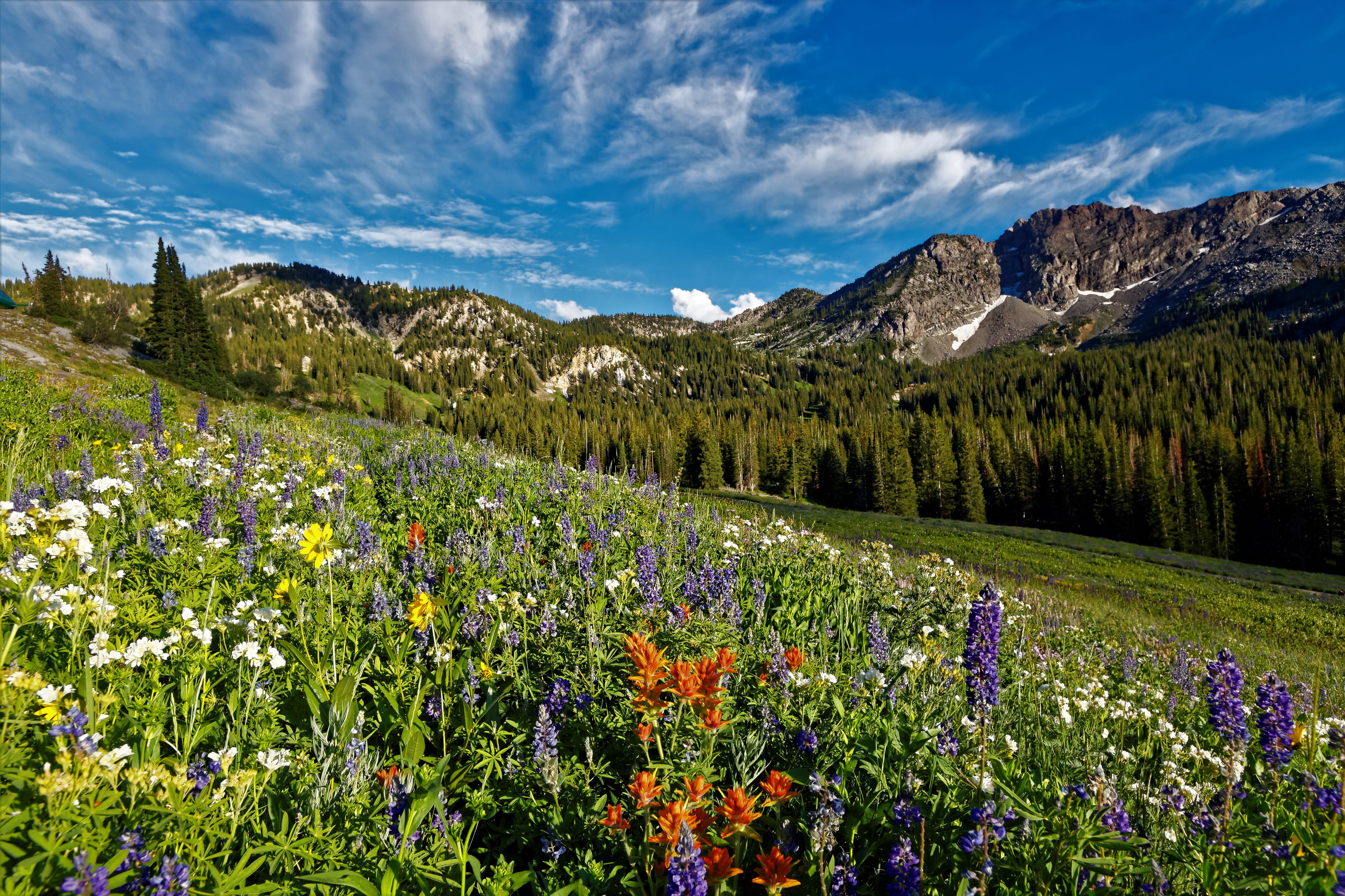 sky, grassland, farm, flower, freshness, alps, nature, scenics - nature, no people, rural, mountain range, flowering plant, 5K, growth, cloud - sky, environment, HD Wallpaper
