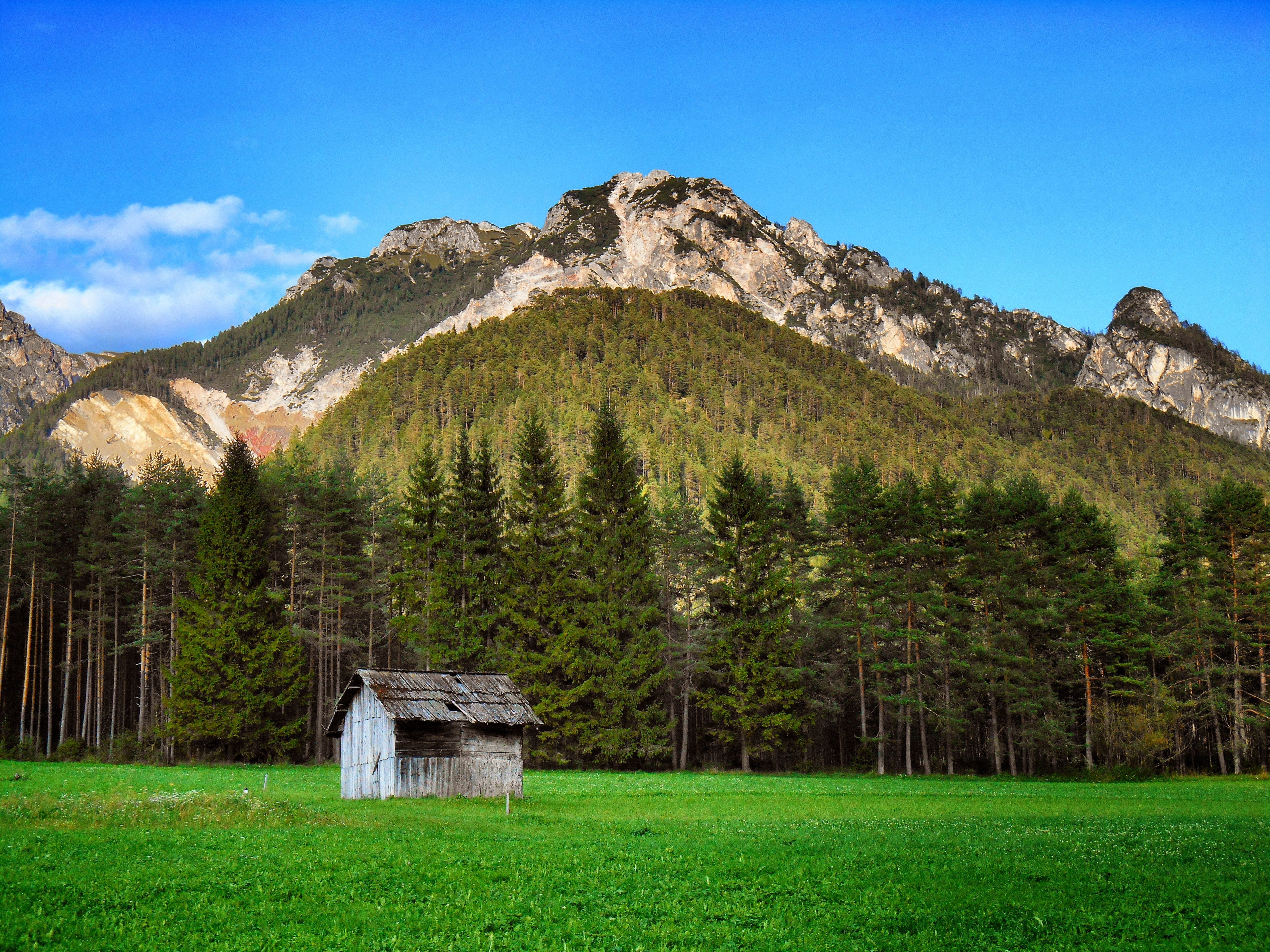environment, grass, forest, prato, meadows, 5K, tree, beauty in nature, landscape, non-urban scene, blue, mountains, tranquility, trees, outdoors, no people, HD Wallpaper