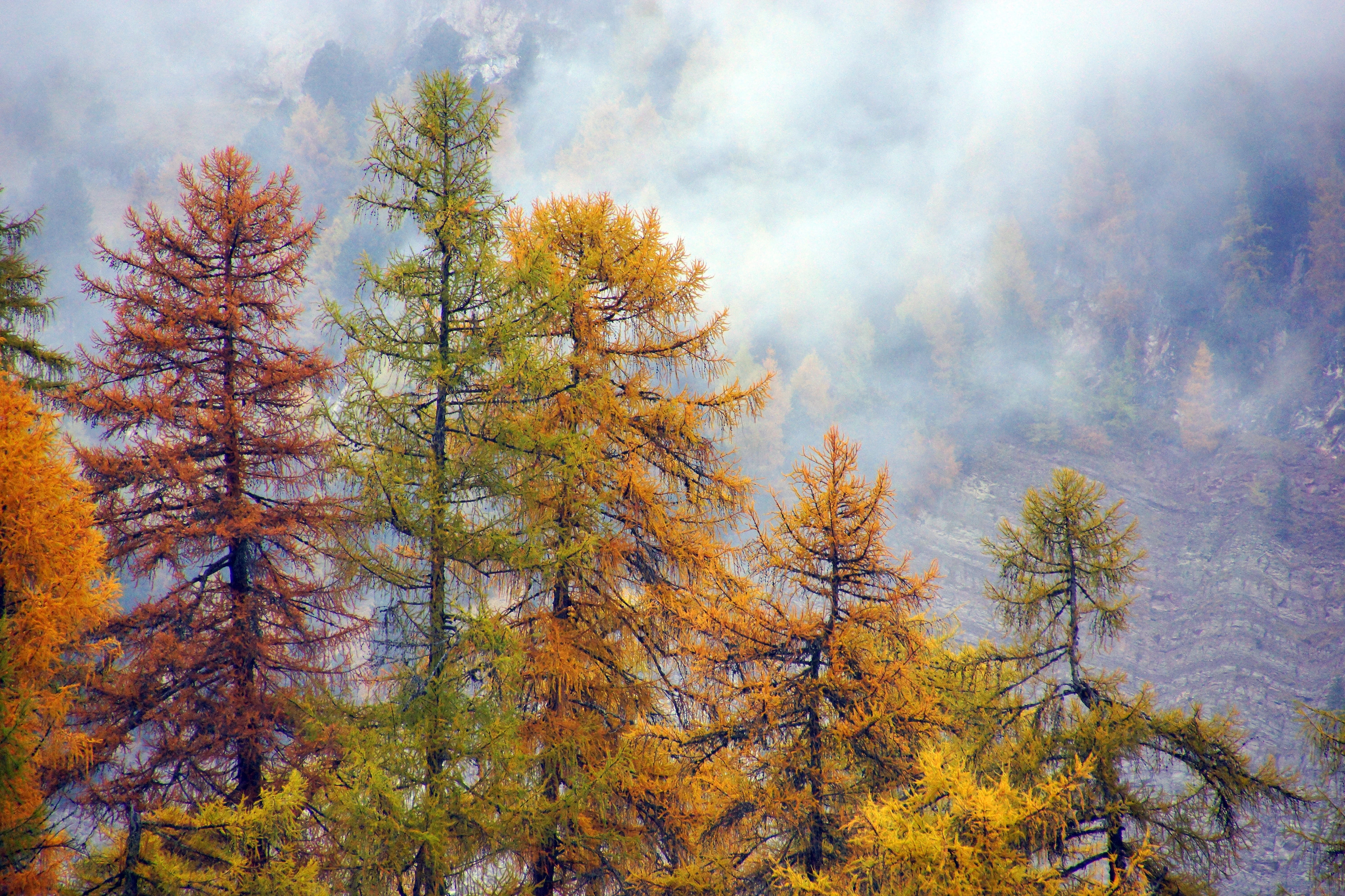 tranquility, no people, environment, leafed, vegetation, pine, nature, coniferous tree, park, forest, pinaceae, change, evergreen tree, outdoors, fire, HD Wallpaper