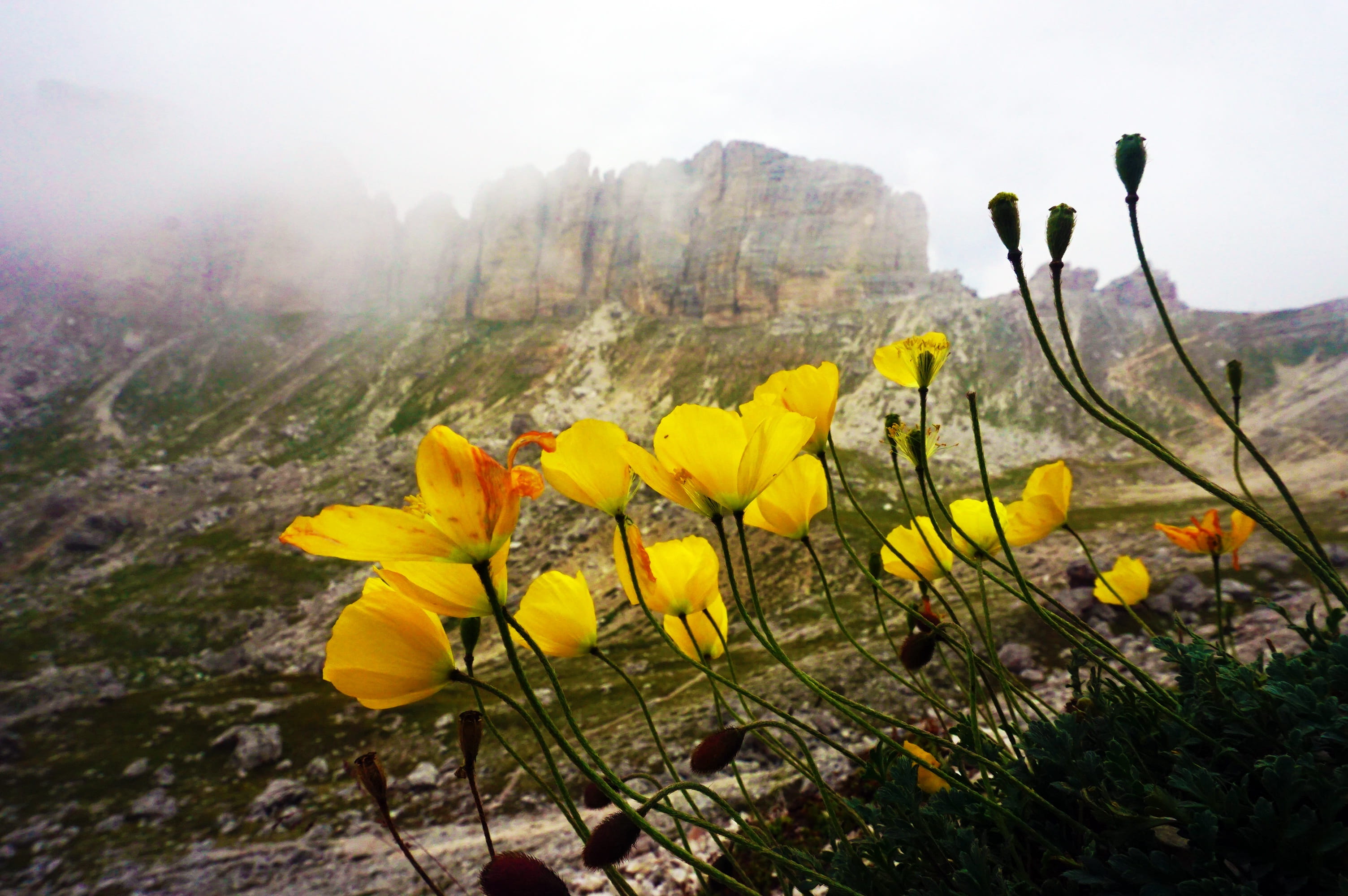 plant, freshness, poppy, flowering plant, spontaneous, dolomites, flower head, poppies, 2K, puez, val badia, scenics, thunderstorm, landscape, Alps, land, HD Wallpaper