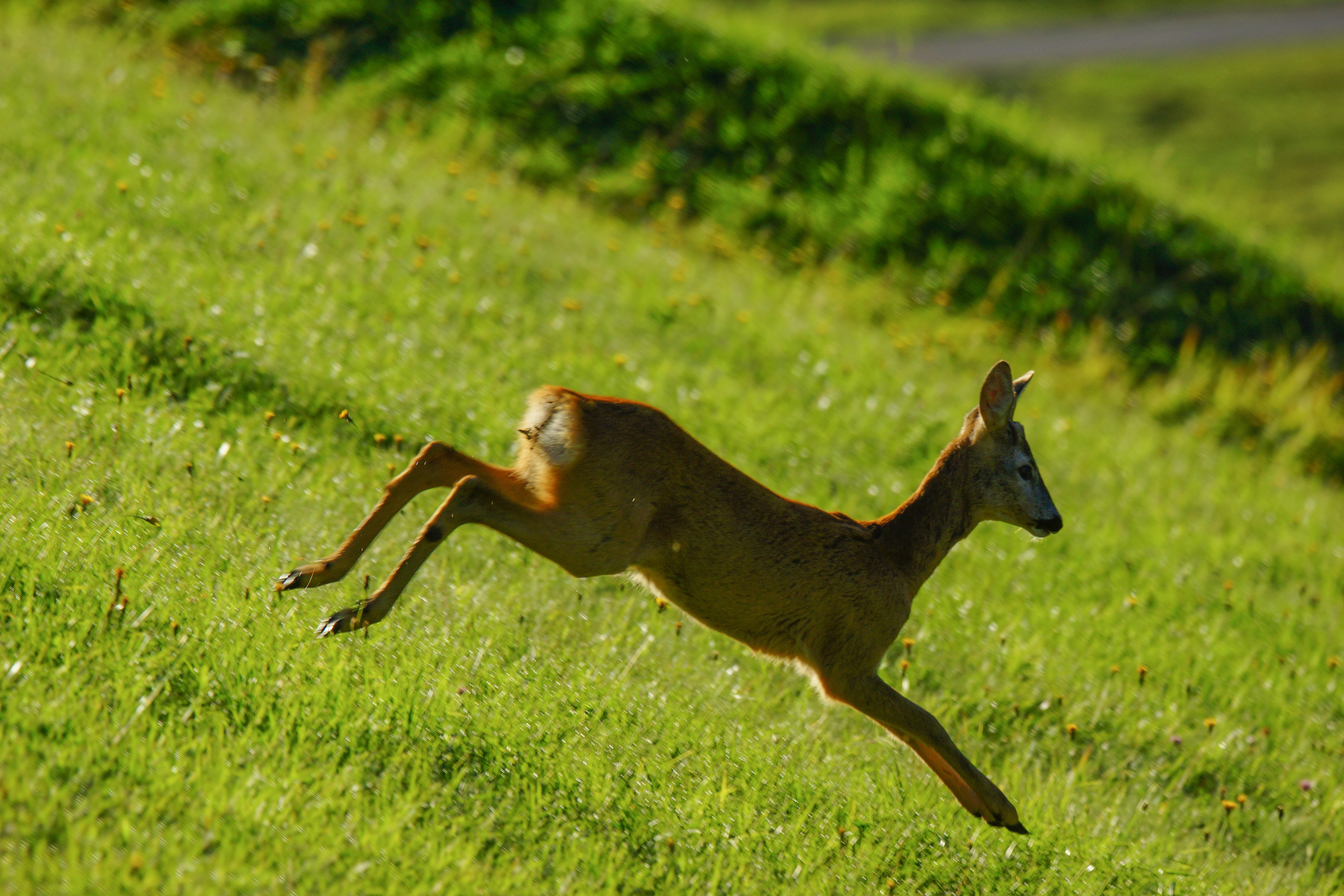 dolomites, summer, italian, athletic, gallop, ladinia, male, one animal, animal world, young animal, plant, no people, shy, park, green, brown, sly, val badia, HD Wallpaper