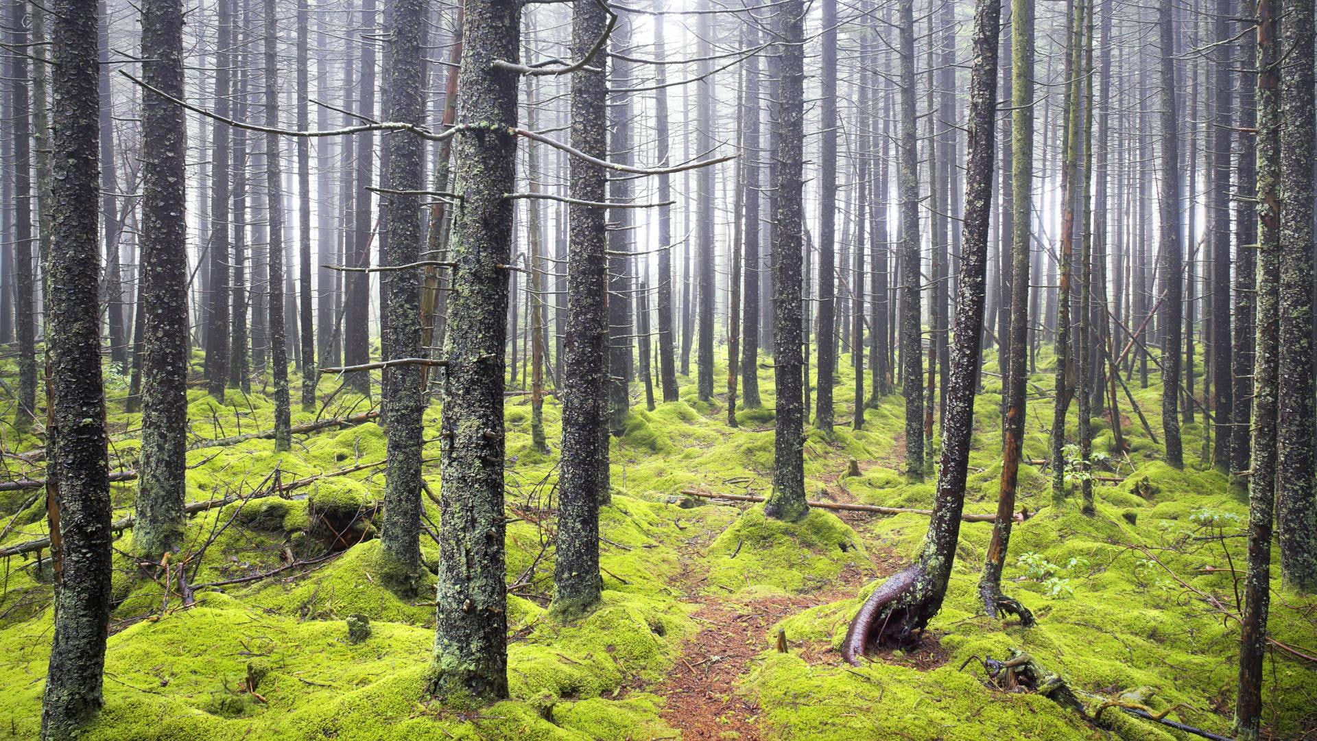 green, sweet, misty, trees, 1080P, path, beautiful, 3d and abstract, light, leading, HD Wallpaper