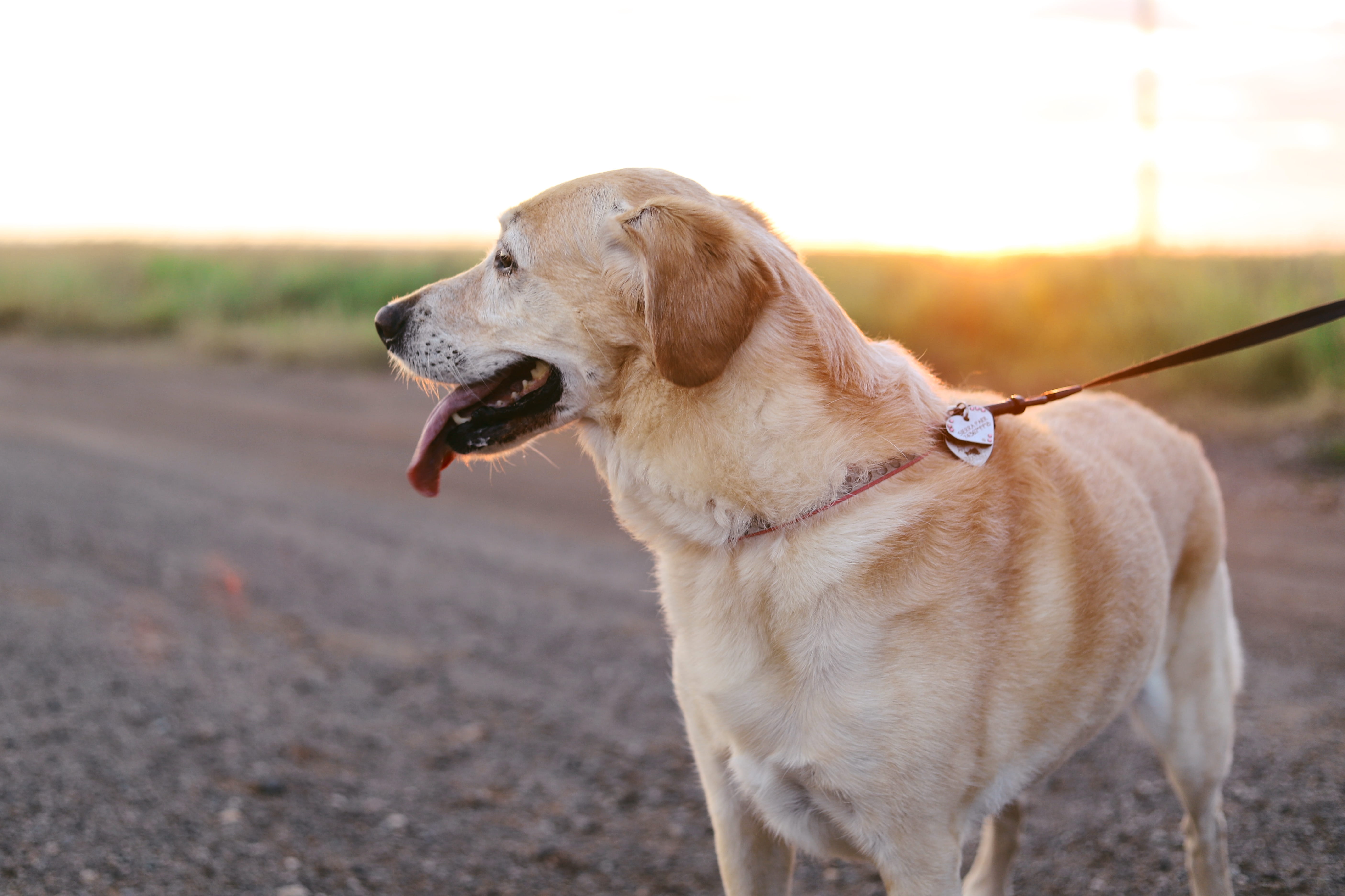 one animal, dog, mammal, labrador, standing, leash, canine, nature, pet, light, animal mouth, pets, day, 5K, mouth open, strap, animal themes, lead, labrador retriever, HD Wallpaper