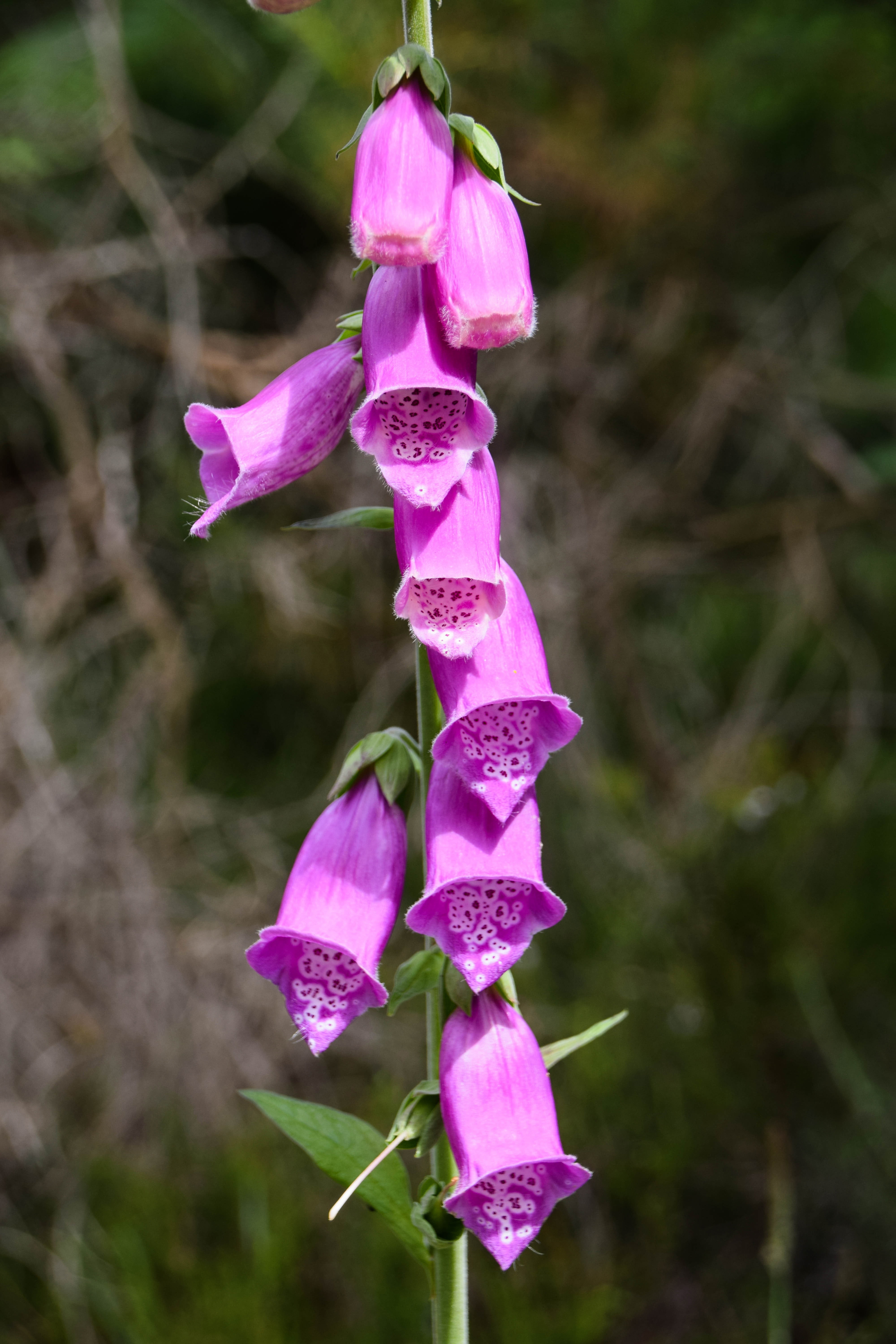 nature, close-up, pink color, scotland, 5K, hanging, forest, outdoors, growth, plant, freshness, digitalis, no people, petal, vulnerability, flower head, Phone HD Wallpaper