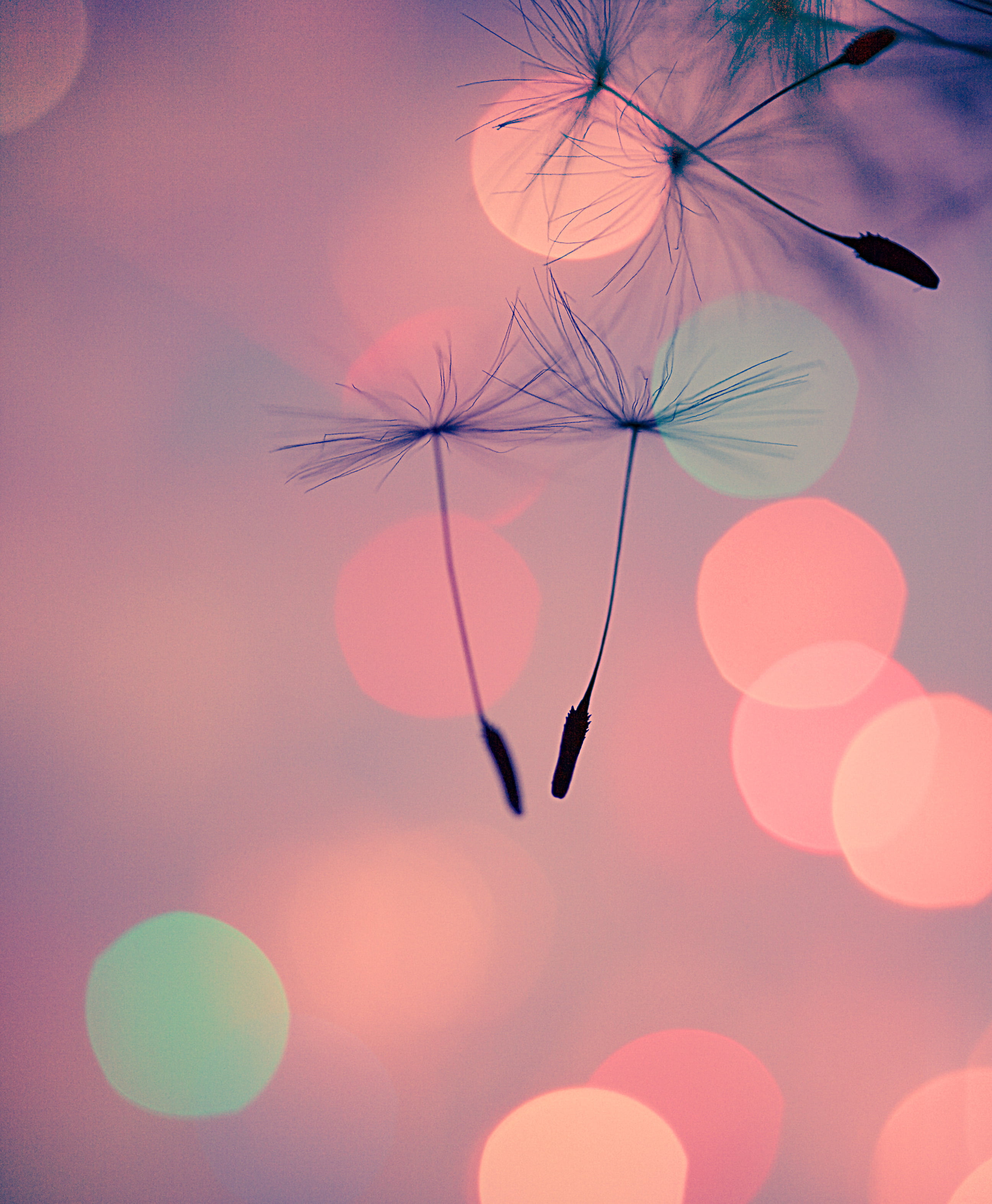 backgrounds, PINK, JUMP, FALL, THE ONLY WAY, LAYERS, SCOTLAND, 400D, LAND, summer, 2K, dandelion, MACRO, nature, TEXTURES, defocused, LIGHT, CANON, BOKEH, Phone HD Wallpaper