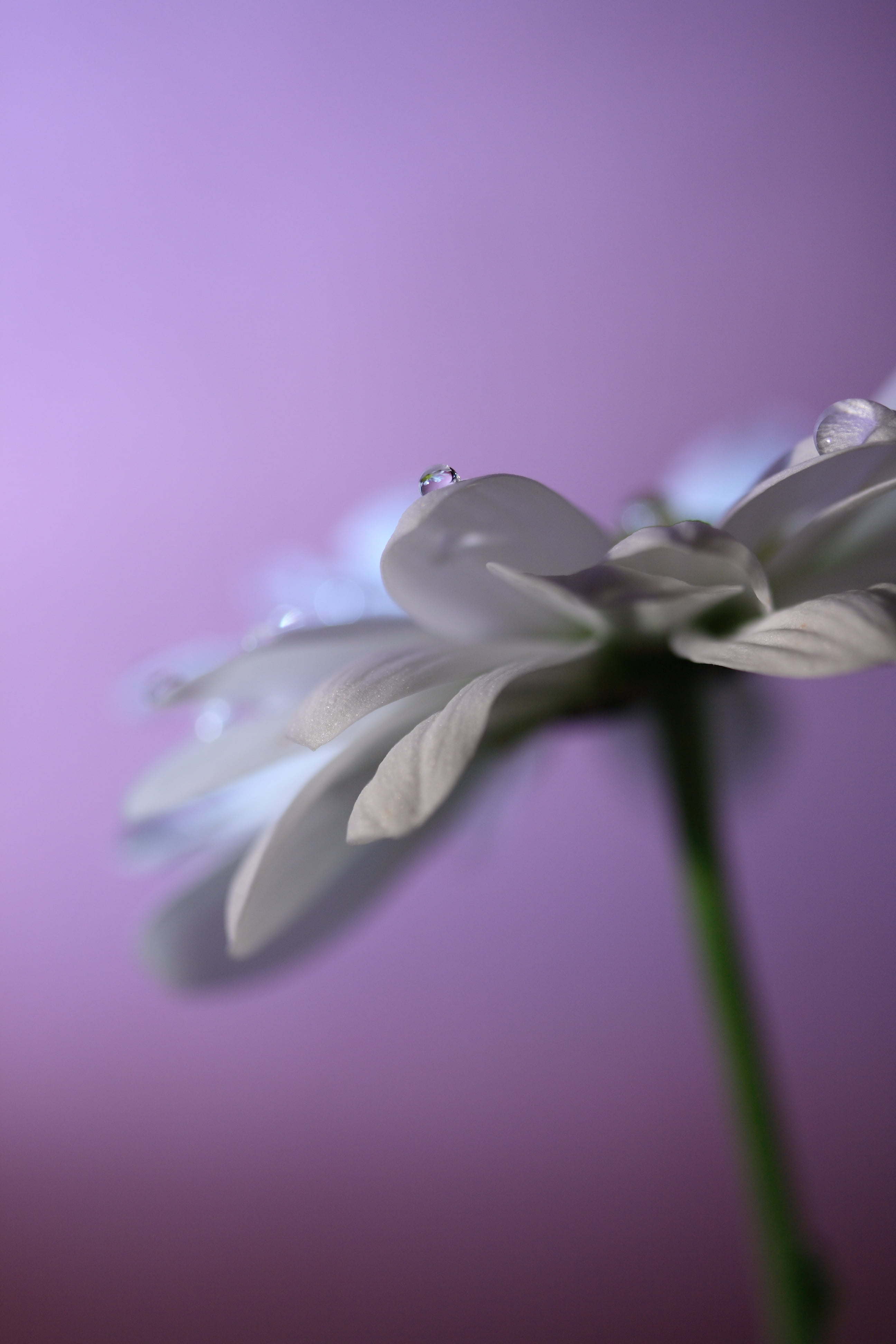 PROSE, DARK, SHADOW, EDINBURGH COLLEGE OF ART, FOWLERS, THING, Lloyd Cole, 60mm, morning, POETRY, MY HEAD, STUFF, LILAC, MACRO LENS, SPRING, photography, Phone HD Wallpaper