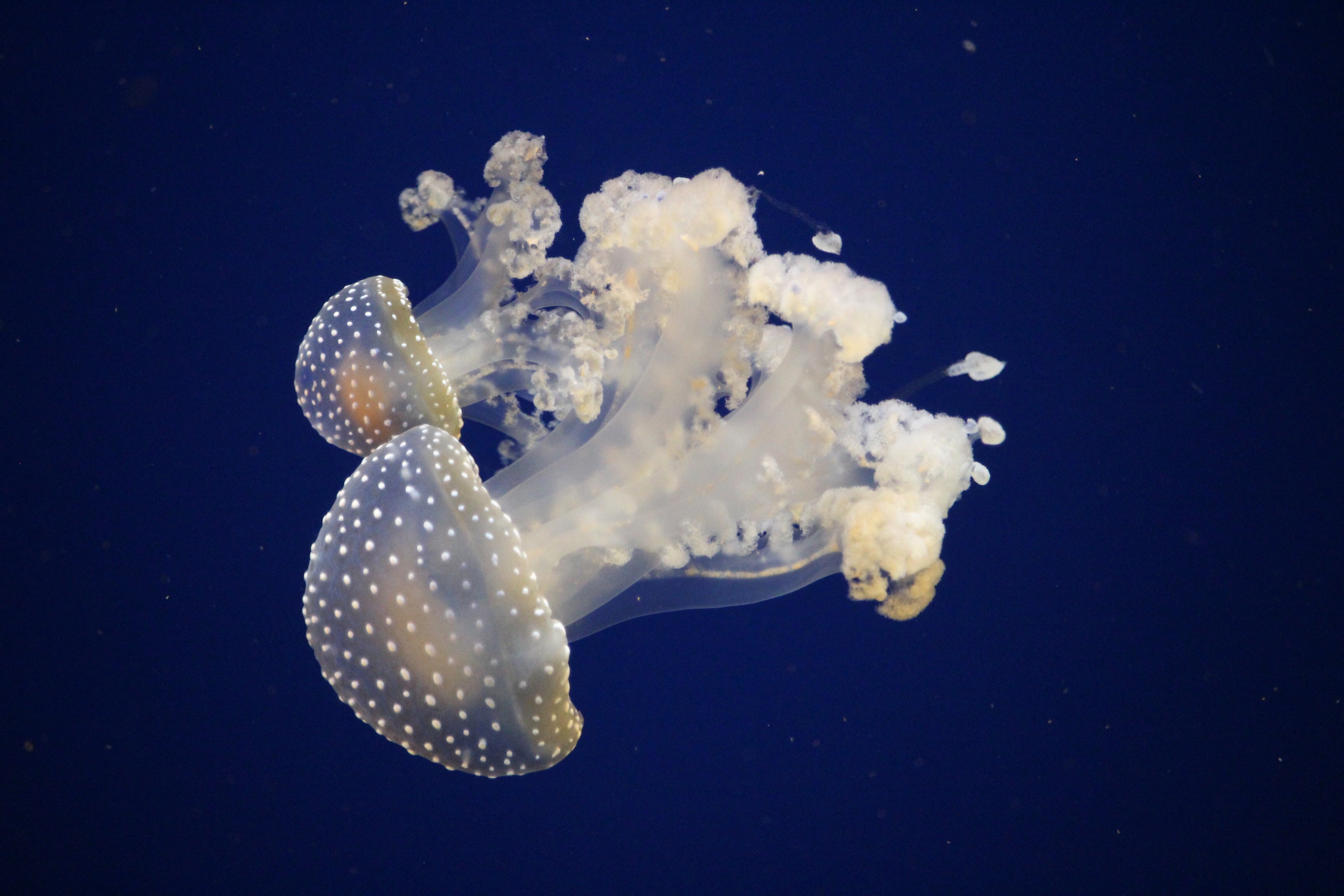 white, Water, animal, two, SOE, SeaWorld, Jelly-Fish, sea, 2K, Orlando  Florida, nature, blue, fishes, jelly, underwater, jellyfish, HD Wallpaper