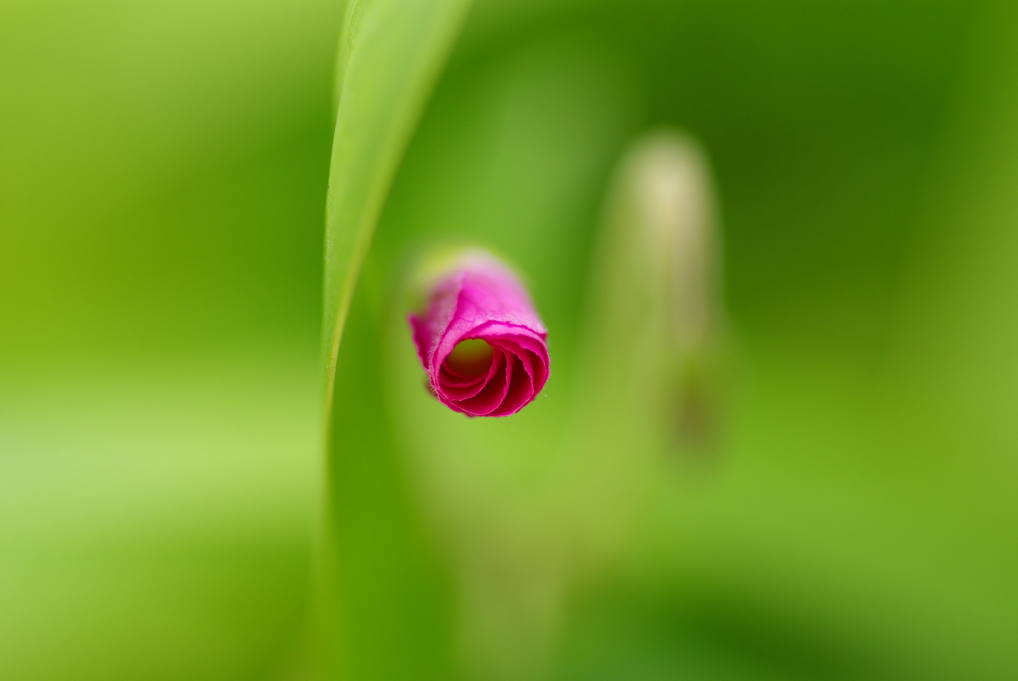 close, leaf, bokeh, pink, photo, flower, bud, green, 4K, plant, macro, SOE, green Color, close-up, flower bud, Excellence, nature, m1, HD Wallpaper